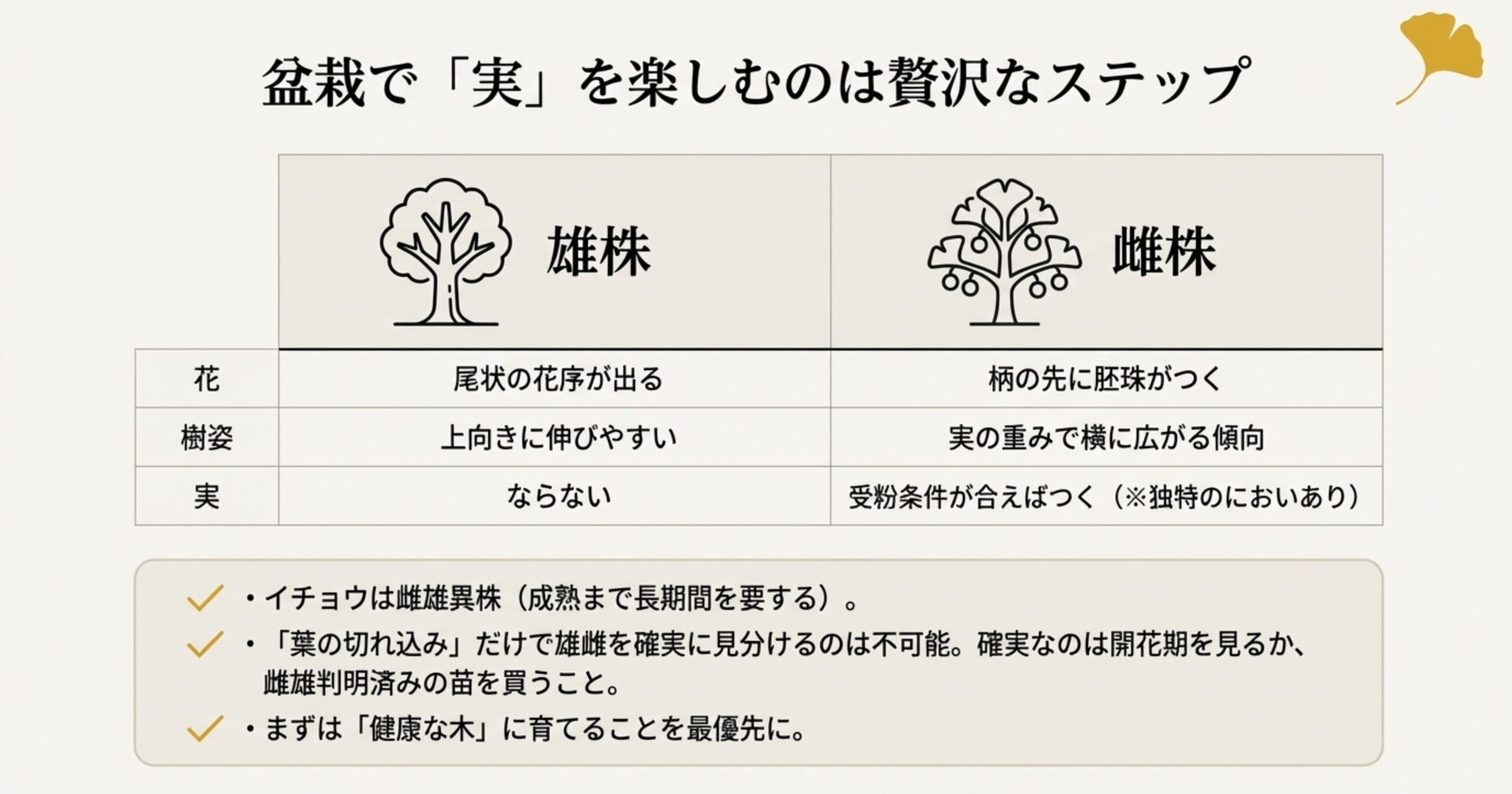 雄株と雌株の花(花序・胚珠)、樹姿(上向き・横広がり)、実の有無を整理した比較スライド。