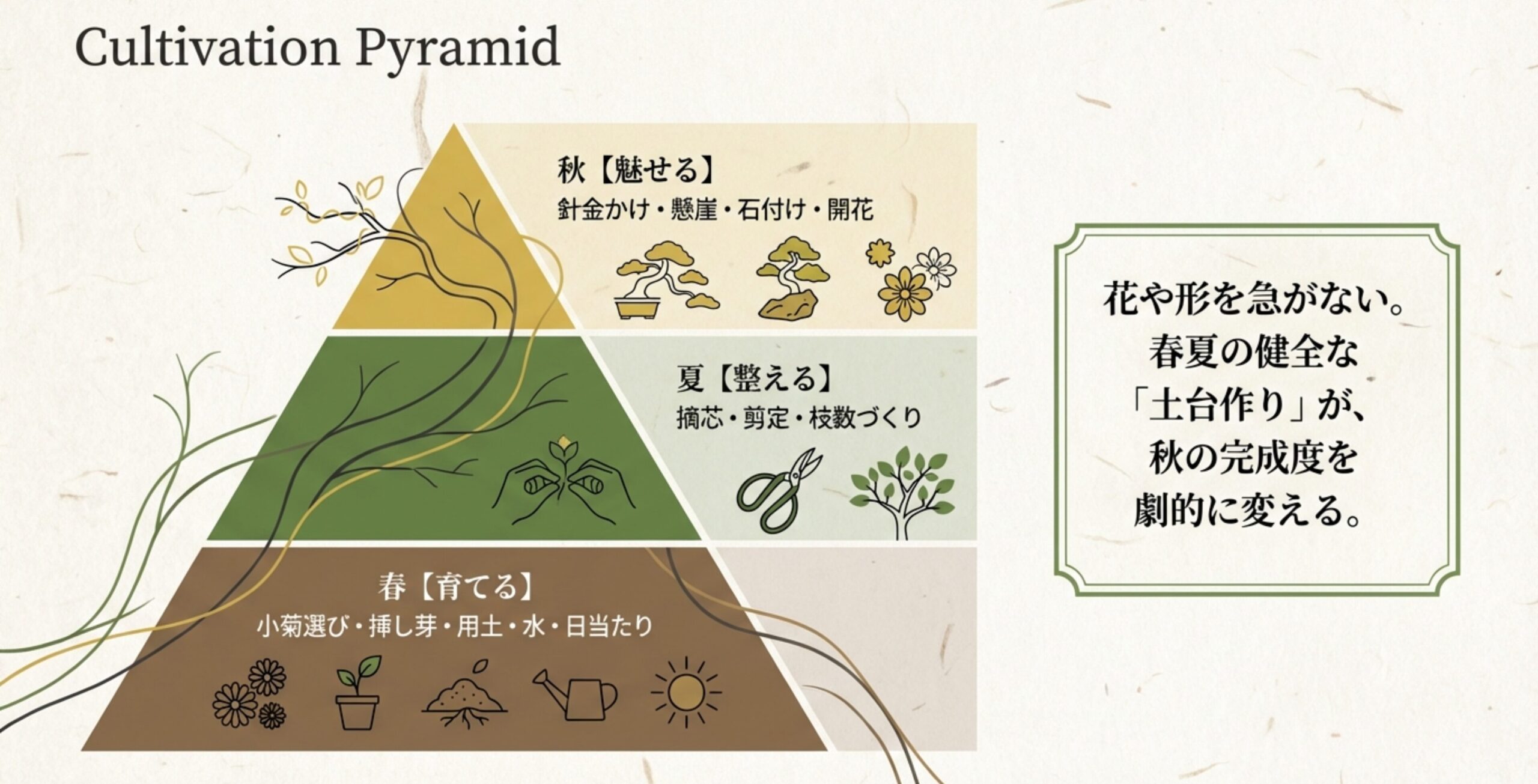 春の土台作りから夏、秋の開花までを示す菊盆栽の育成ピラミッド図