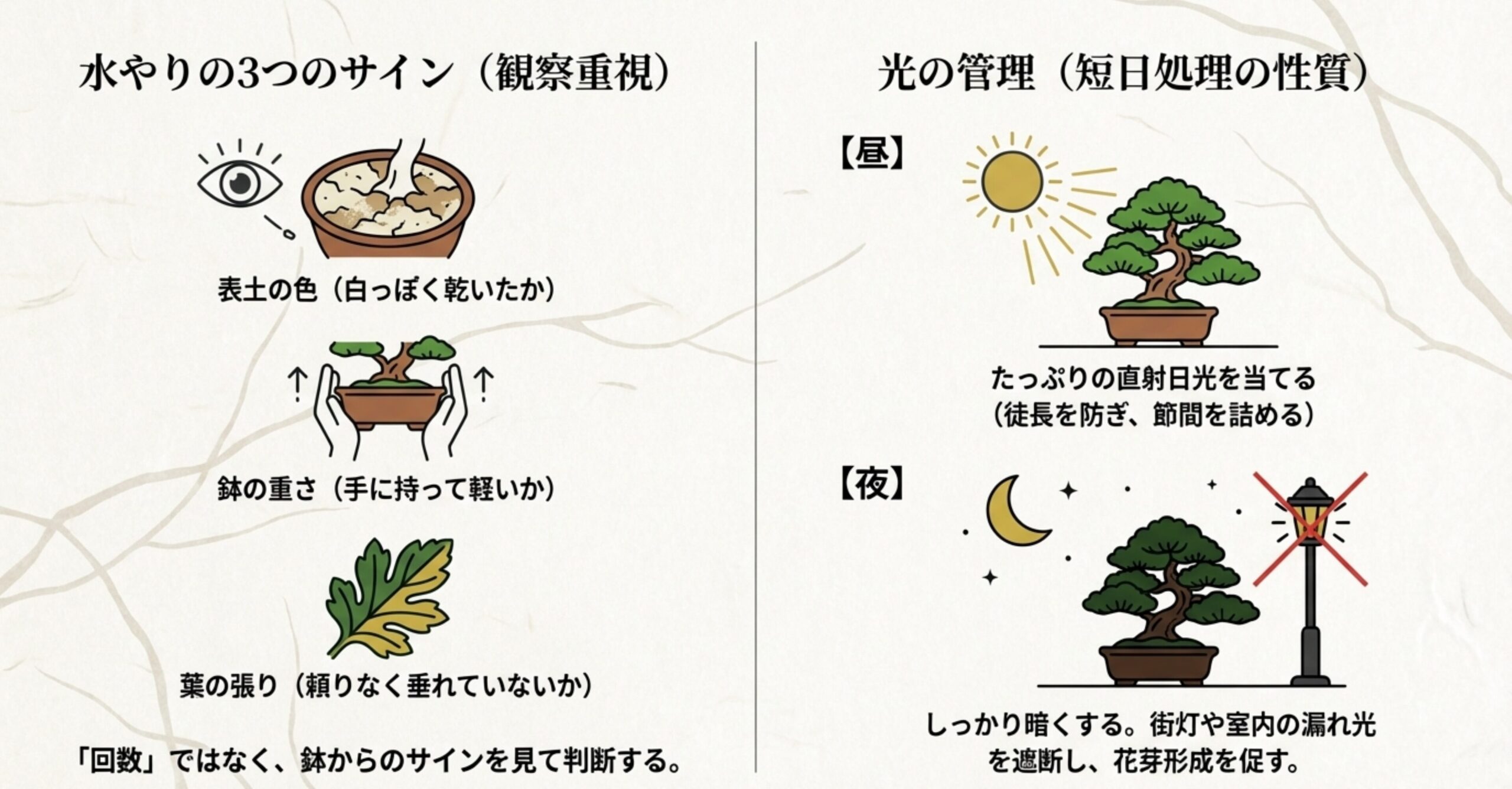 表土の色、鉢の重さ、葉の張りを見る水やりのサインと、昼の直射日光・夜の完全遮光のイメージ図