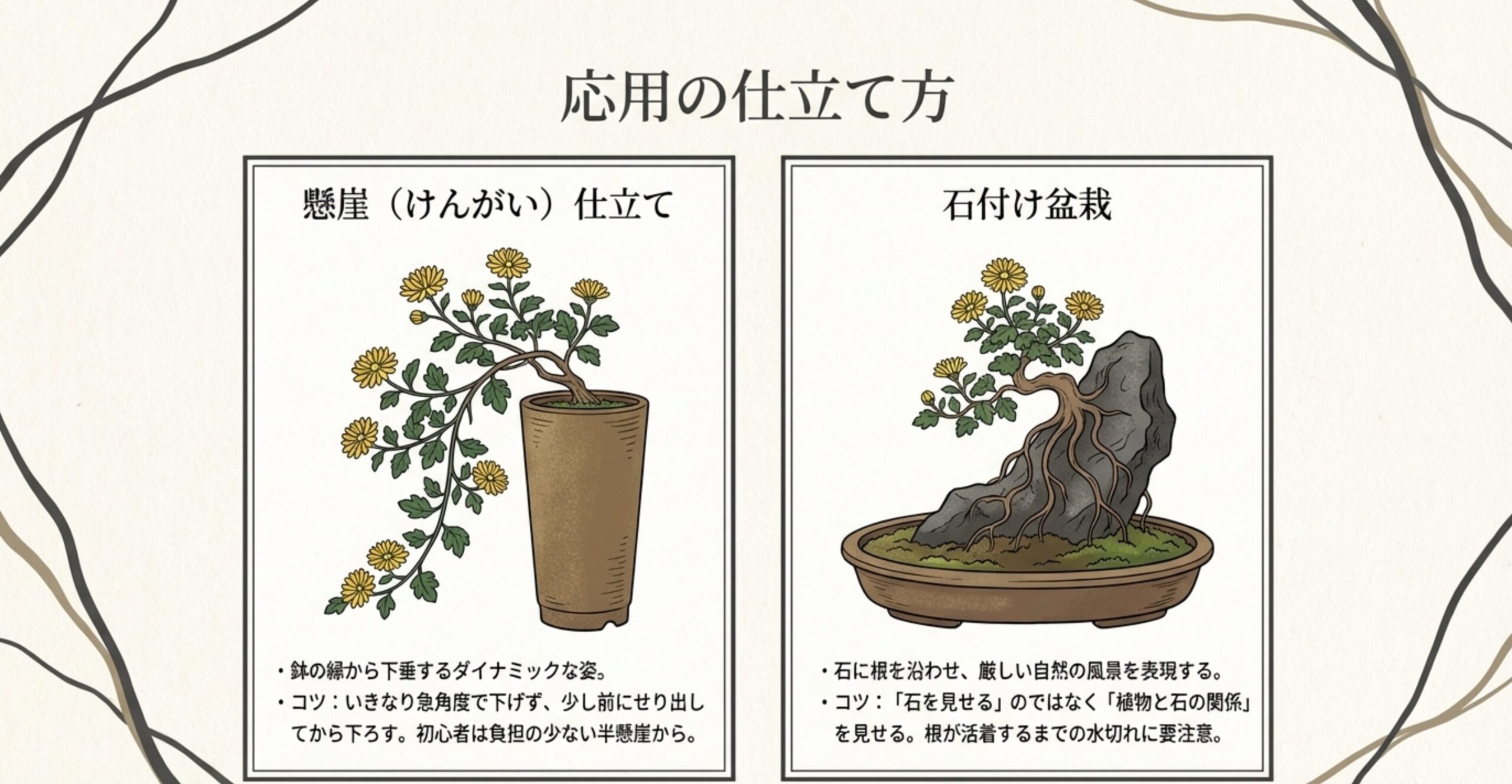 鉢の縁から下垂するダイナミックな懸崖仕立ての菊盆栽のイラスト