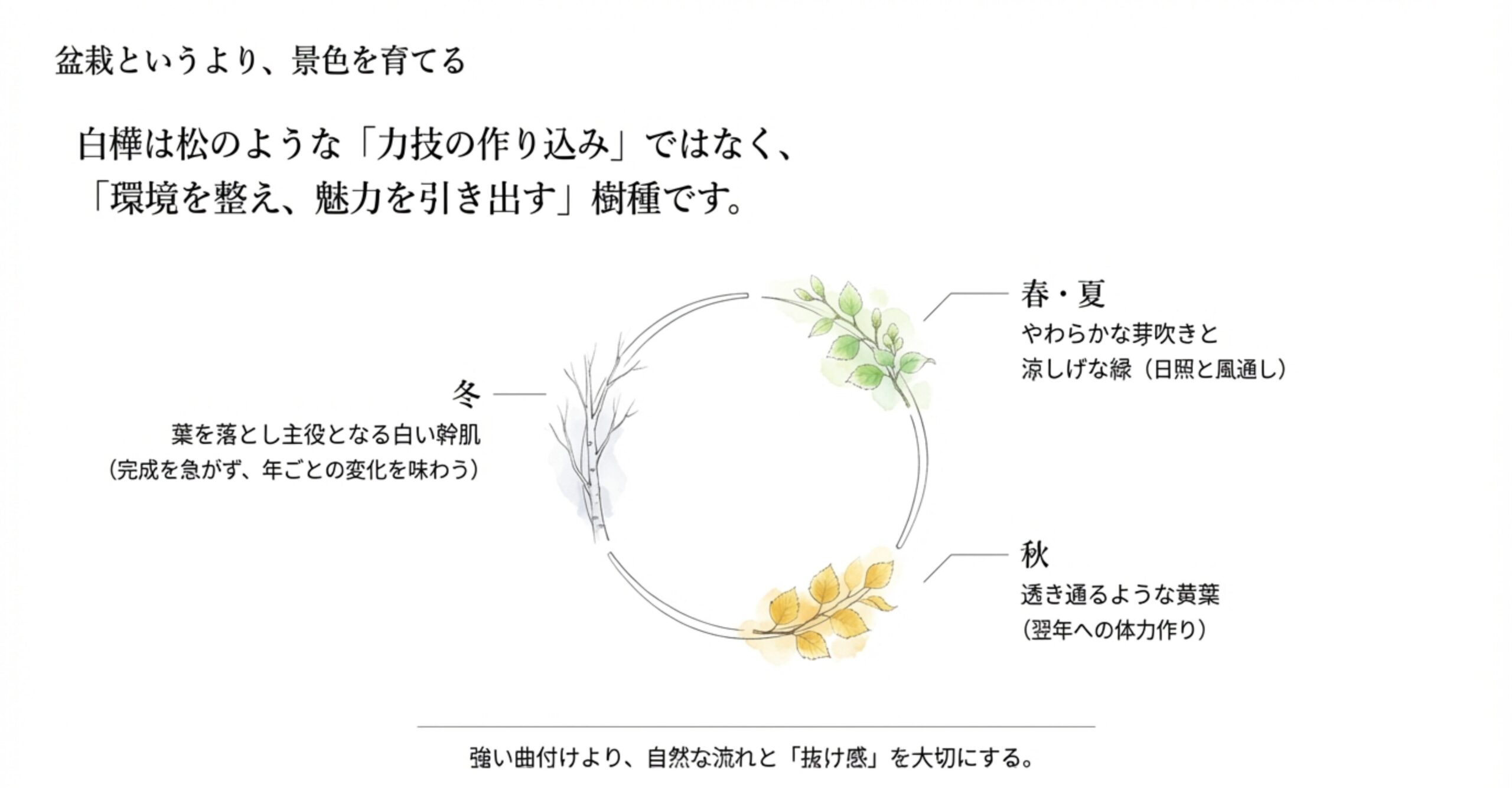 白樺盆栽の四季ごとの特徴を示す図解。冬は白い幹肌、春夏はやわらかな芽吹きと涼しげな緑、秋は透き通るような黄葉が楽しめる様子を解説しています。