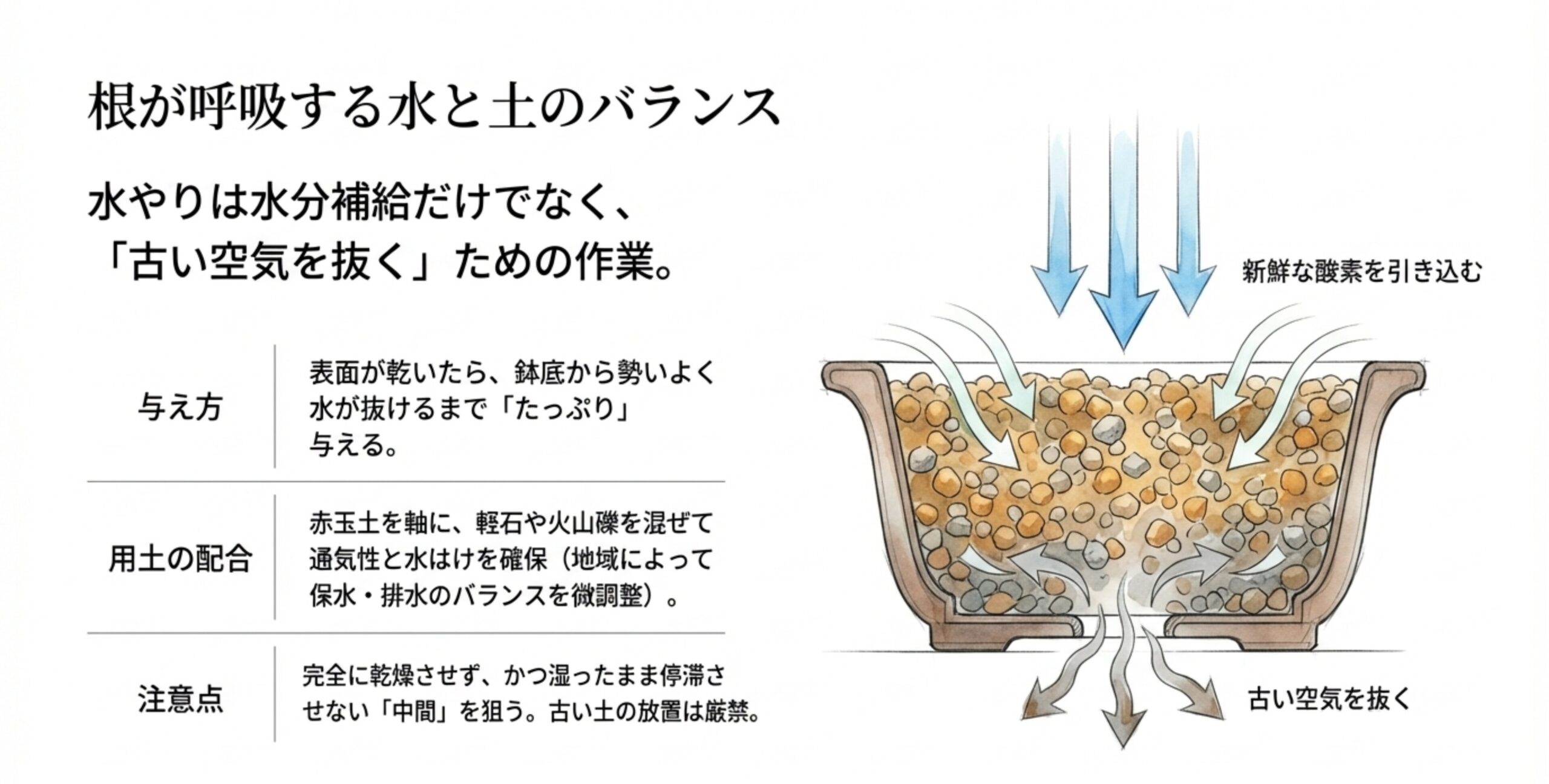 たっぷりの水やりによって鉢内の古い空気を抜き、新鮮な酸素を引き込む根の呼吸の仕組みを解説した図解。