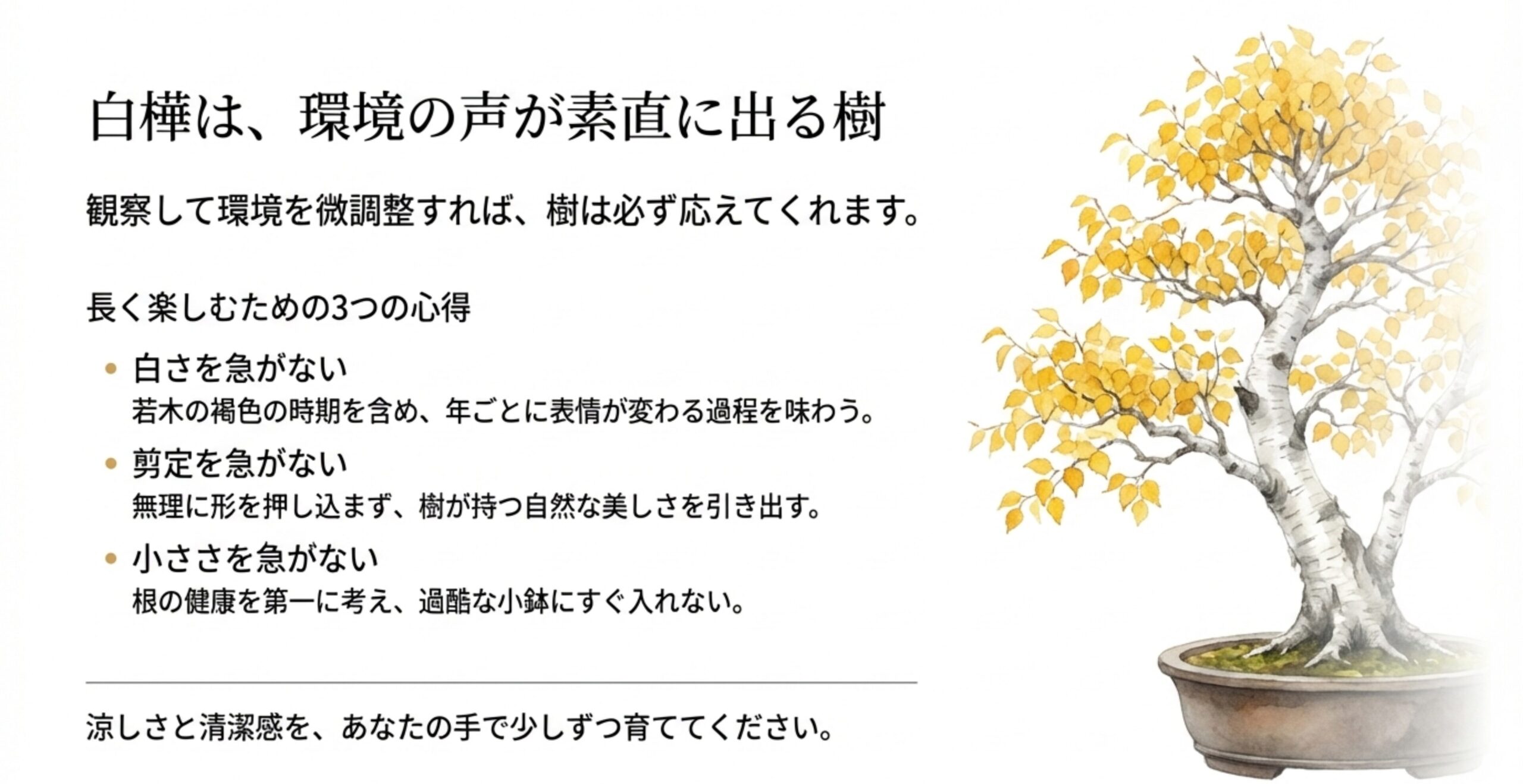 白樺盆栽を長く楽しむためのポイントとして「白さを急がない」「剪定を急がない」「小ささを急がない」という3つの心得が書かれたまとめスライド。