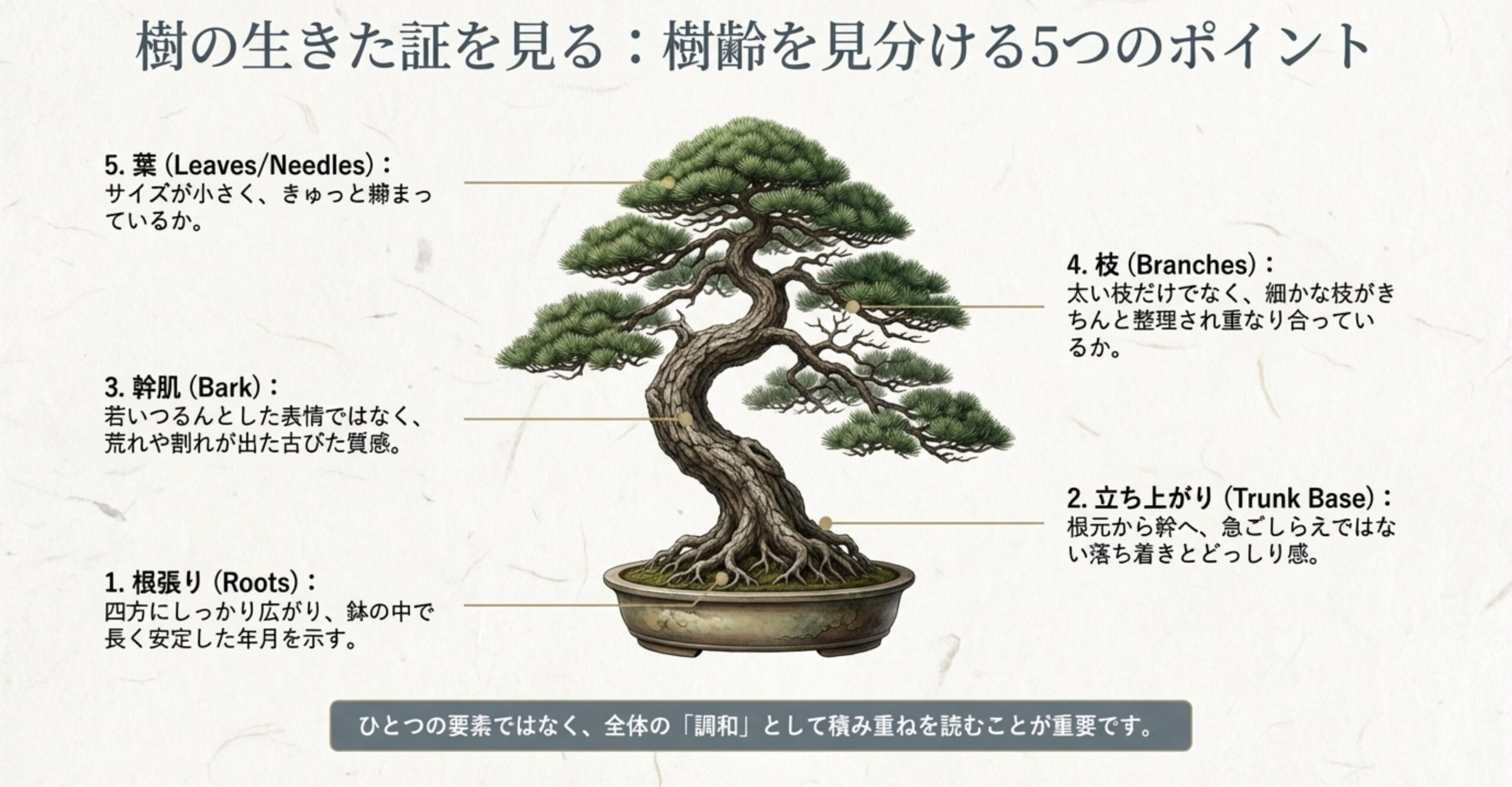 根張り、立ち上がり、幹肌、枝、葉の5つの部位から樹齢や時間の経過を感じ取るためのチェックポイント解説図。