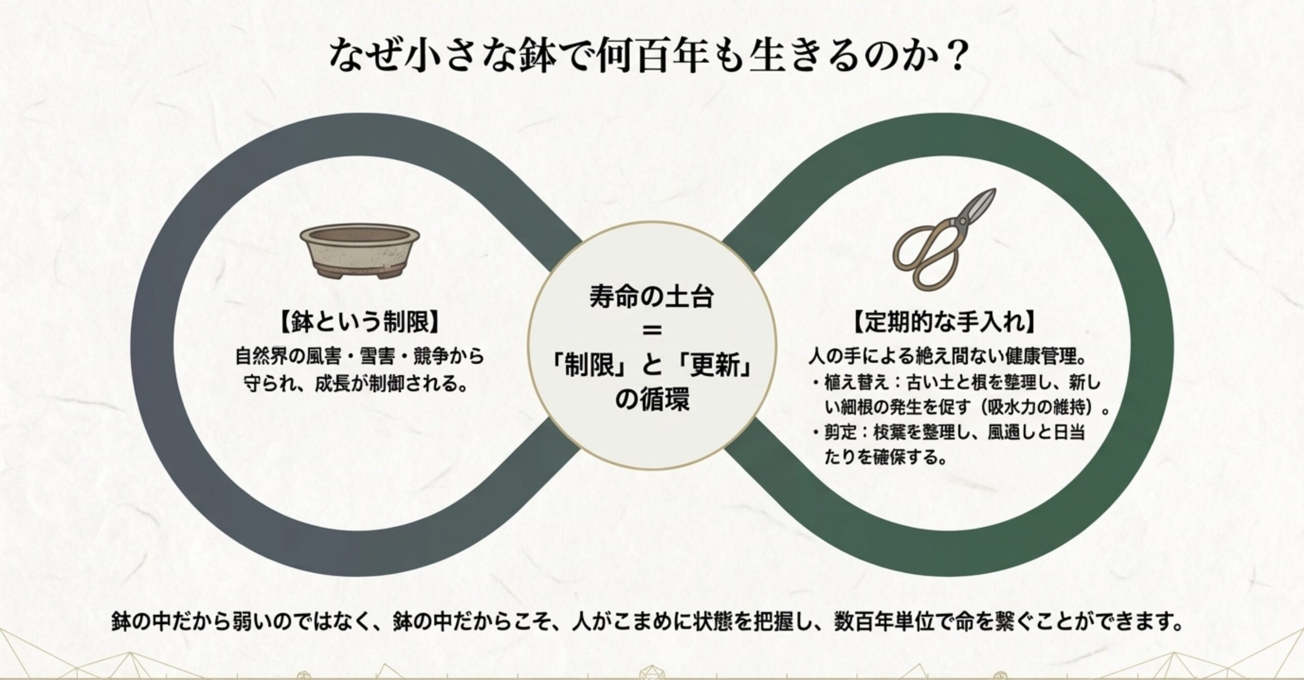鉢という制限の中で、植え替えや剪定といった人の手入れが新しい根や枝を促し、数百年単位の命を繋ぐ仕組みを示す解説図。