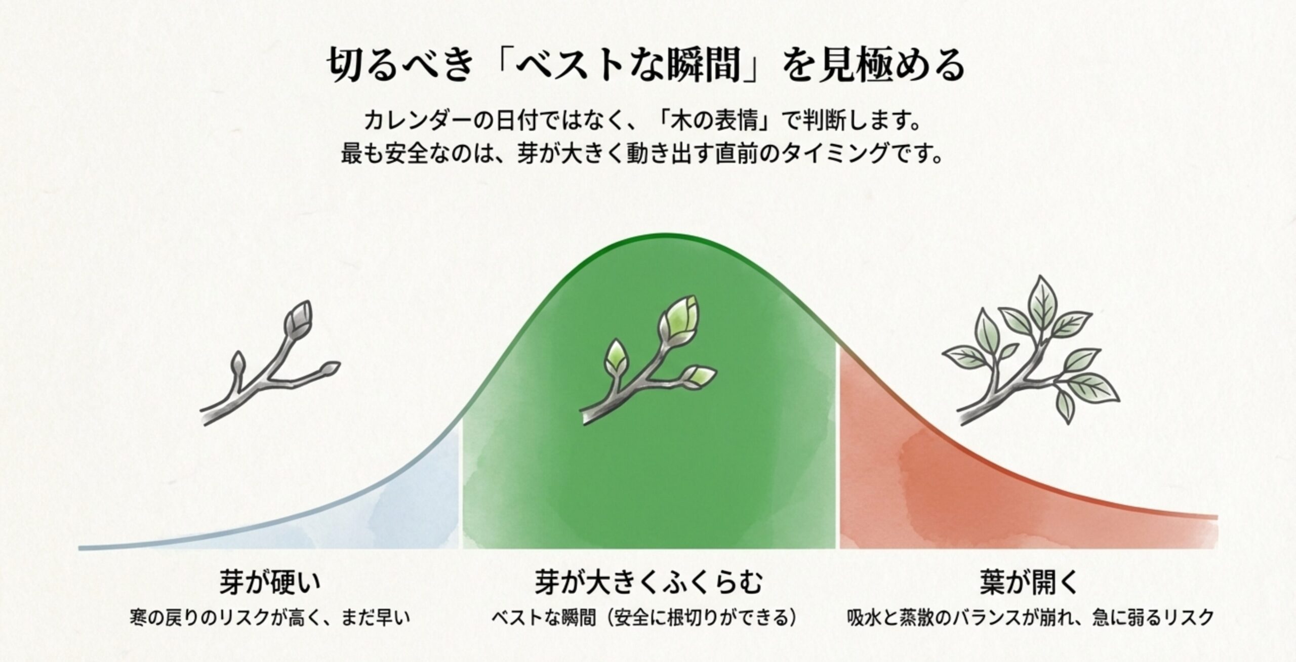 盆栽の根切り時期の判断基準。芽が硬い時期はまだ早く、芽が大きく膨らむ瞬間がベスト、葉が開いた後はリスクが高いことを示す図解。