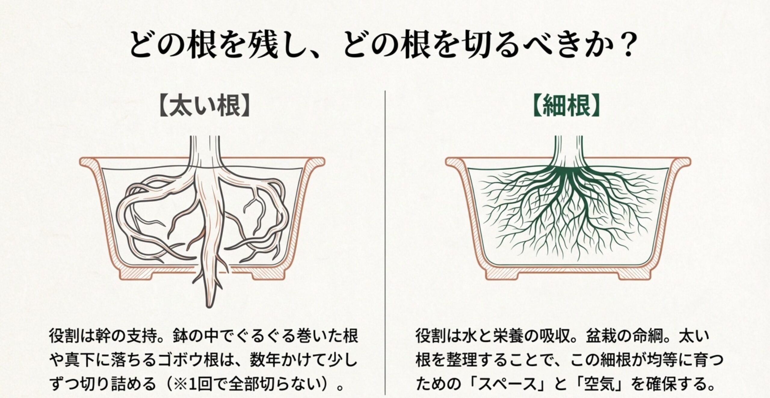 太い根（幹の支持）と細根（水と栄養の吸収）の役割の違い。太い根を整理して細根のスペースを作る解説図。