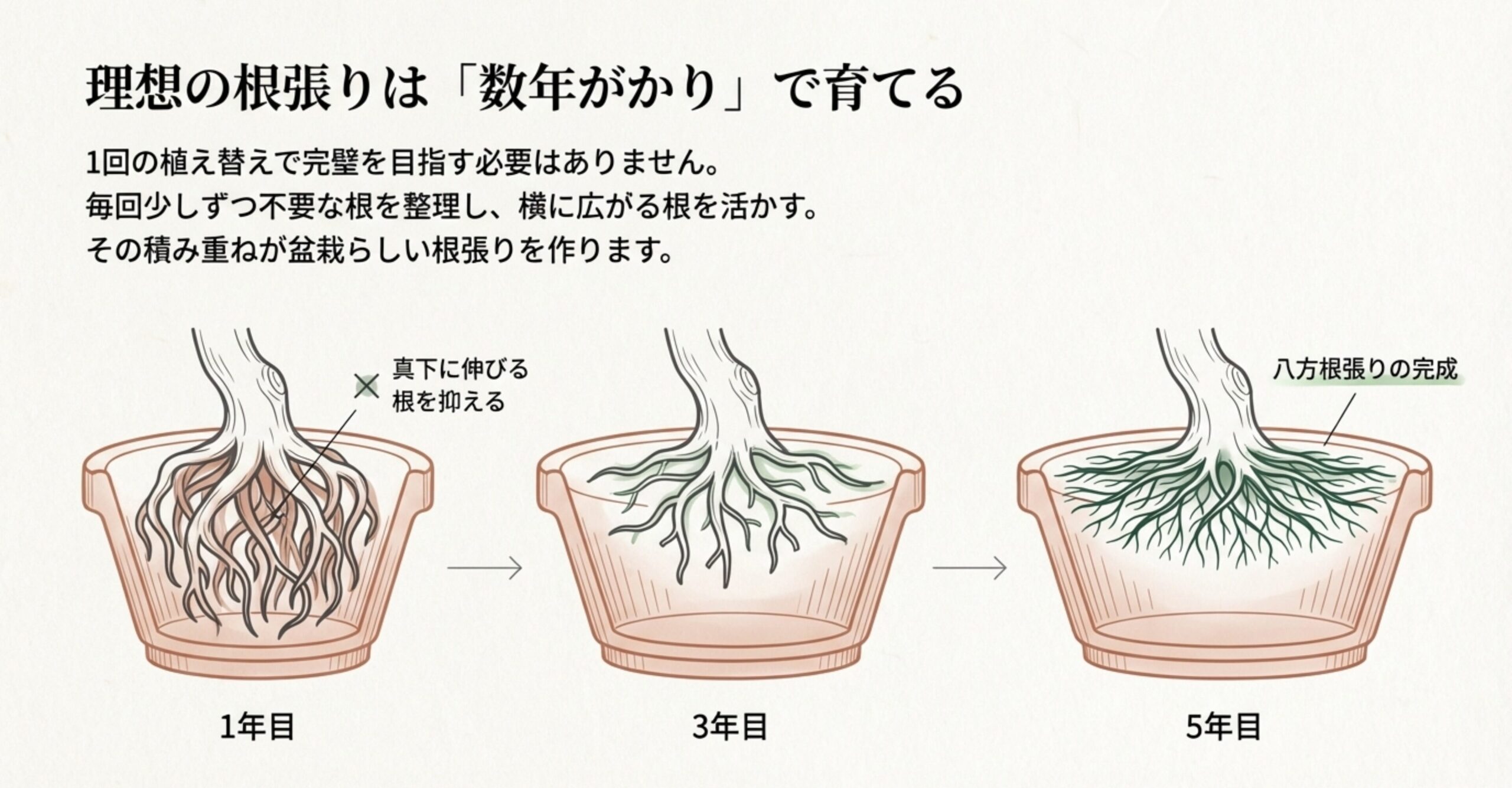 1年目、3年目、5年目と段階的に根を整理し、理想の八方根張りが完成していくプロセス。
