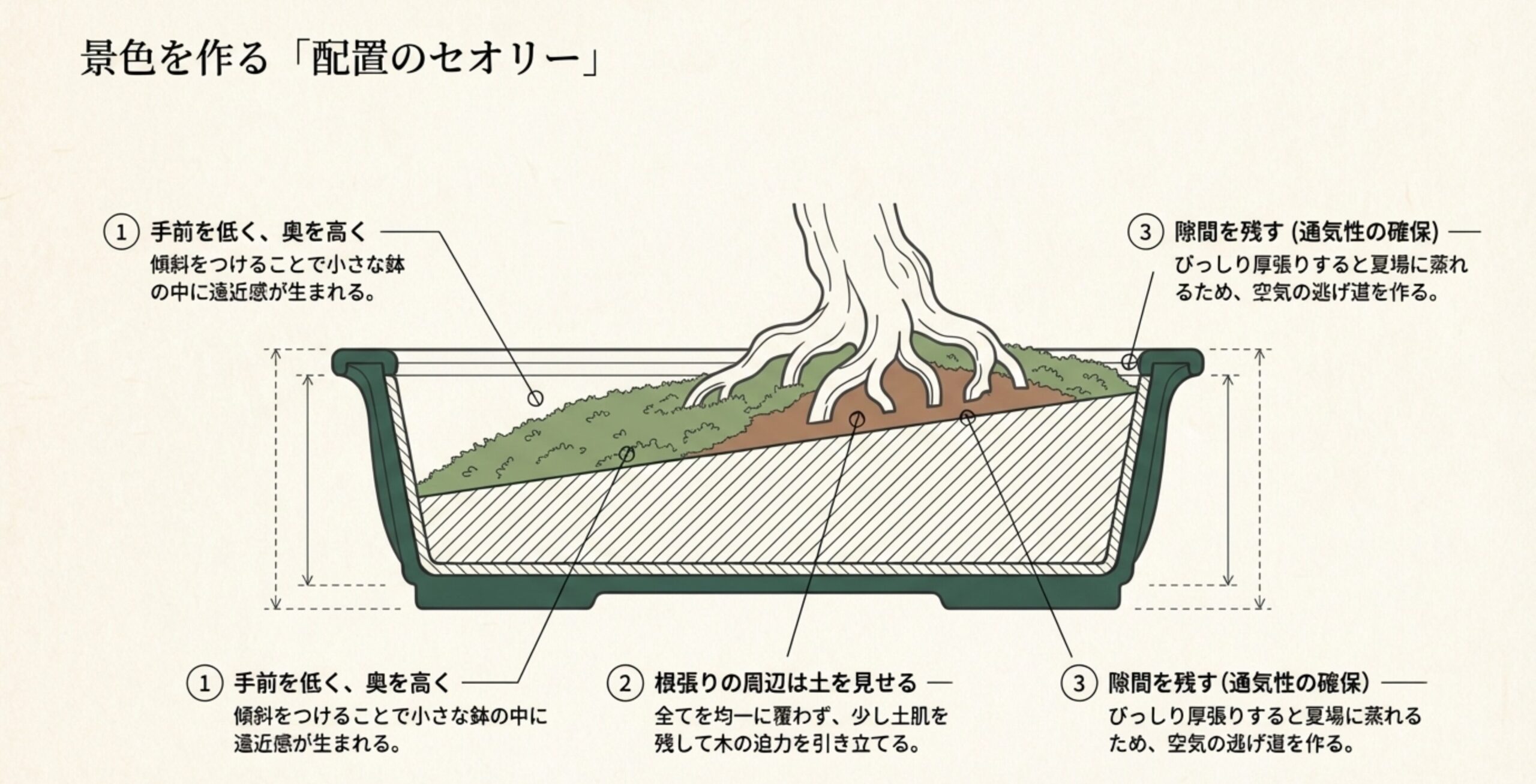 遠近感を出すために手前を低く奥を高くし、木の迫力を出すために根張りの周辺の土を見せ、蒸れ防止の隙間を作る配置術の解説図。