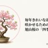 満開の旭山桜の盆栽のイラストと「毎年きれいな花を咲かせるための旭山桜の四季のルール」というタイトル