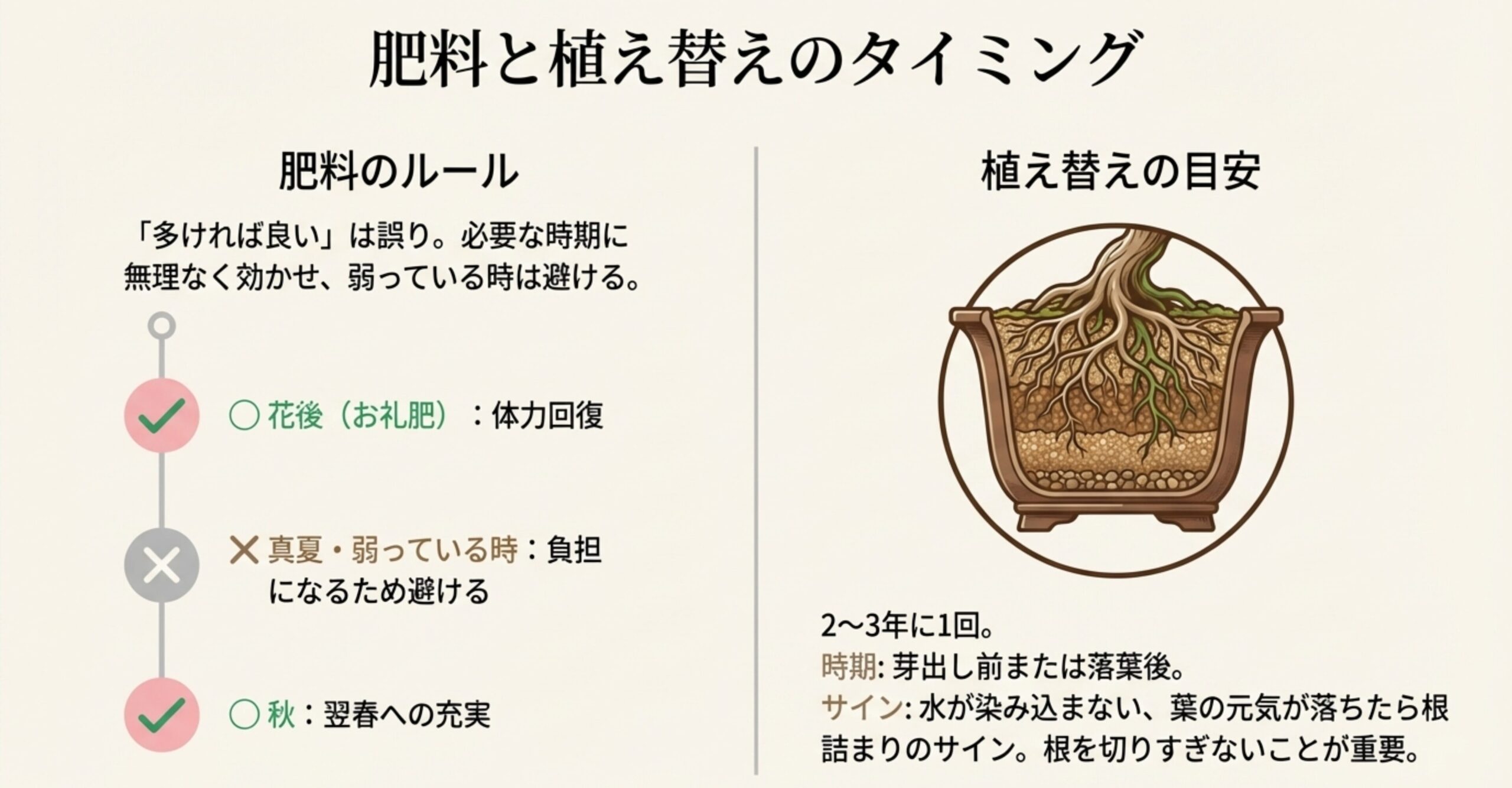 鉢の中の根の図解と、肥料を与えるべき時期（お礼肥・秋肥）、植え替えの頻度（2〜3年に1回）をまとめたガイド
