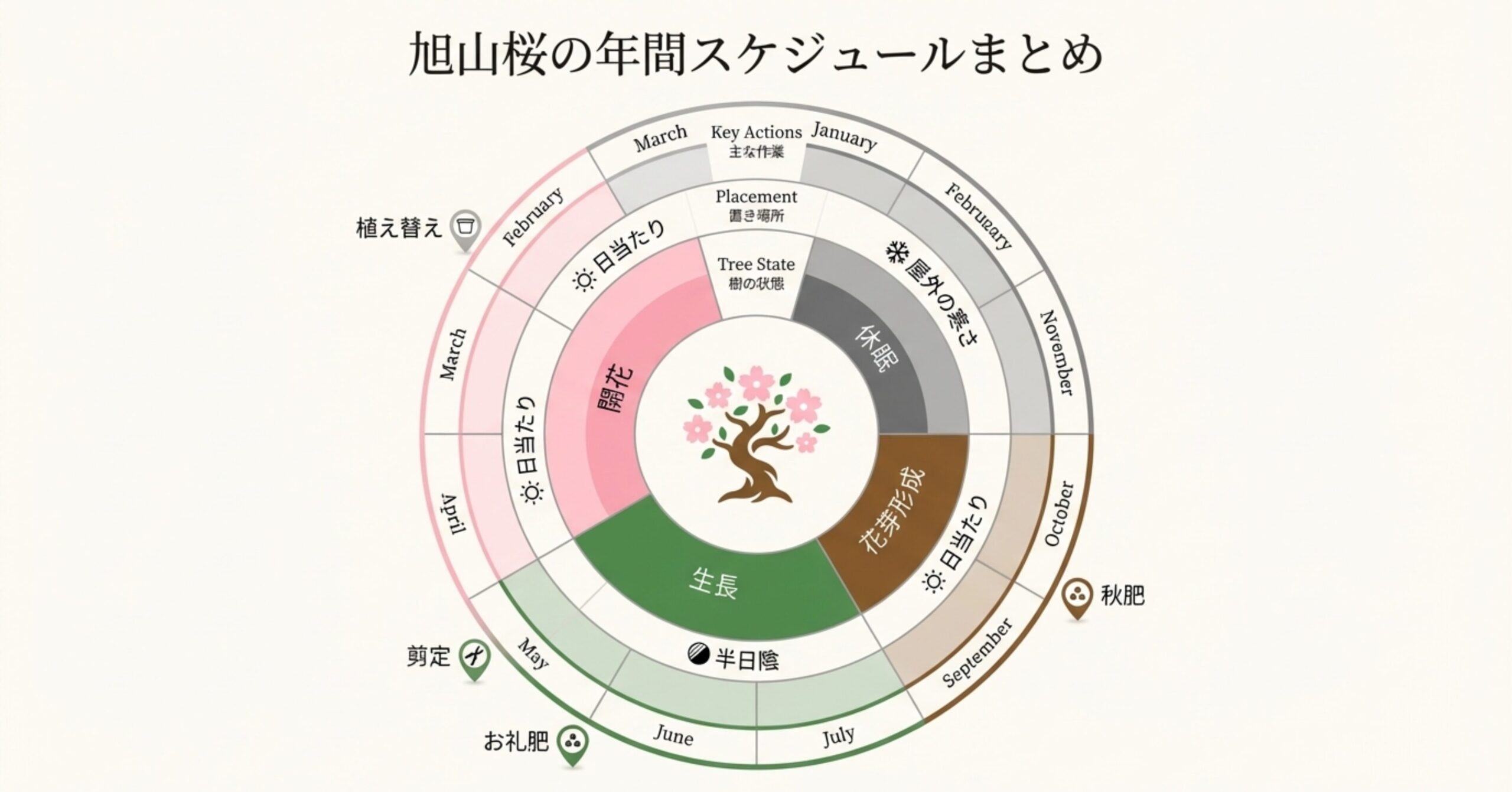 旭山桜の12ヶ月の管理サイクルを示す円形チャート。開花、生長、花芽形成、休眠の時期と、日当たりや寒さの条件がまとめられている