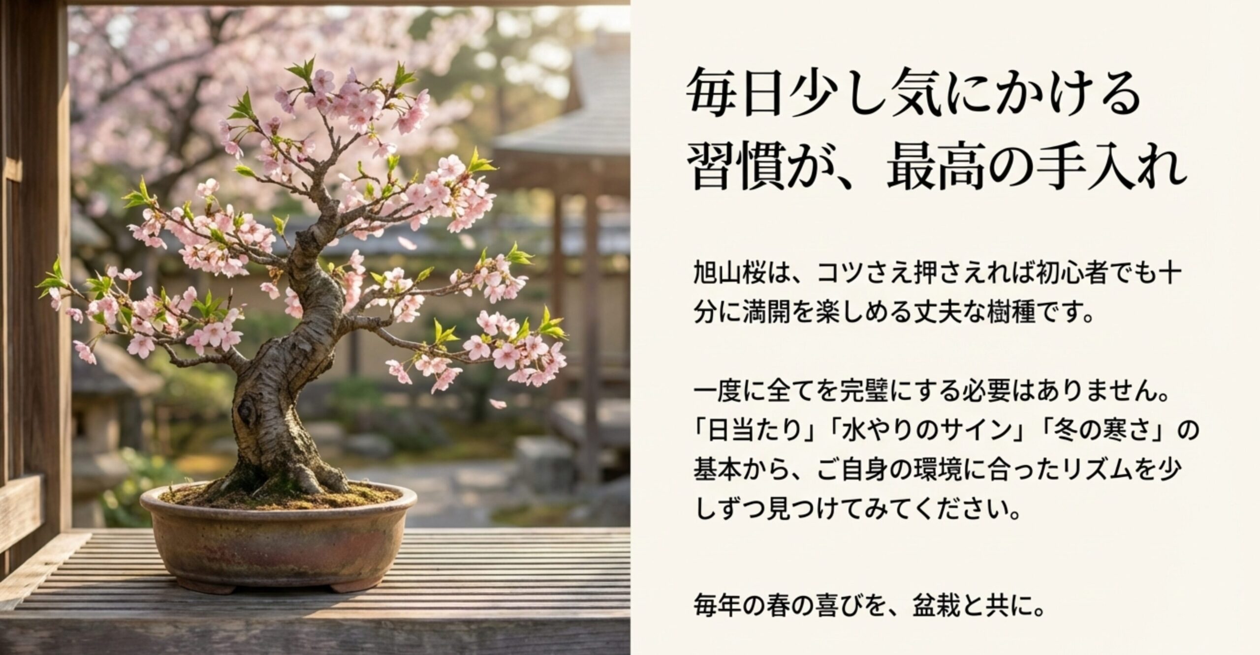 縁側に置かれた美しい旭山桜の盆栽写真と「毎日少し気にかける習慣が、最高の手入れ」というメッセージ 