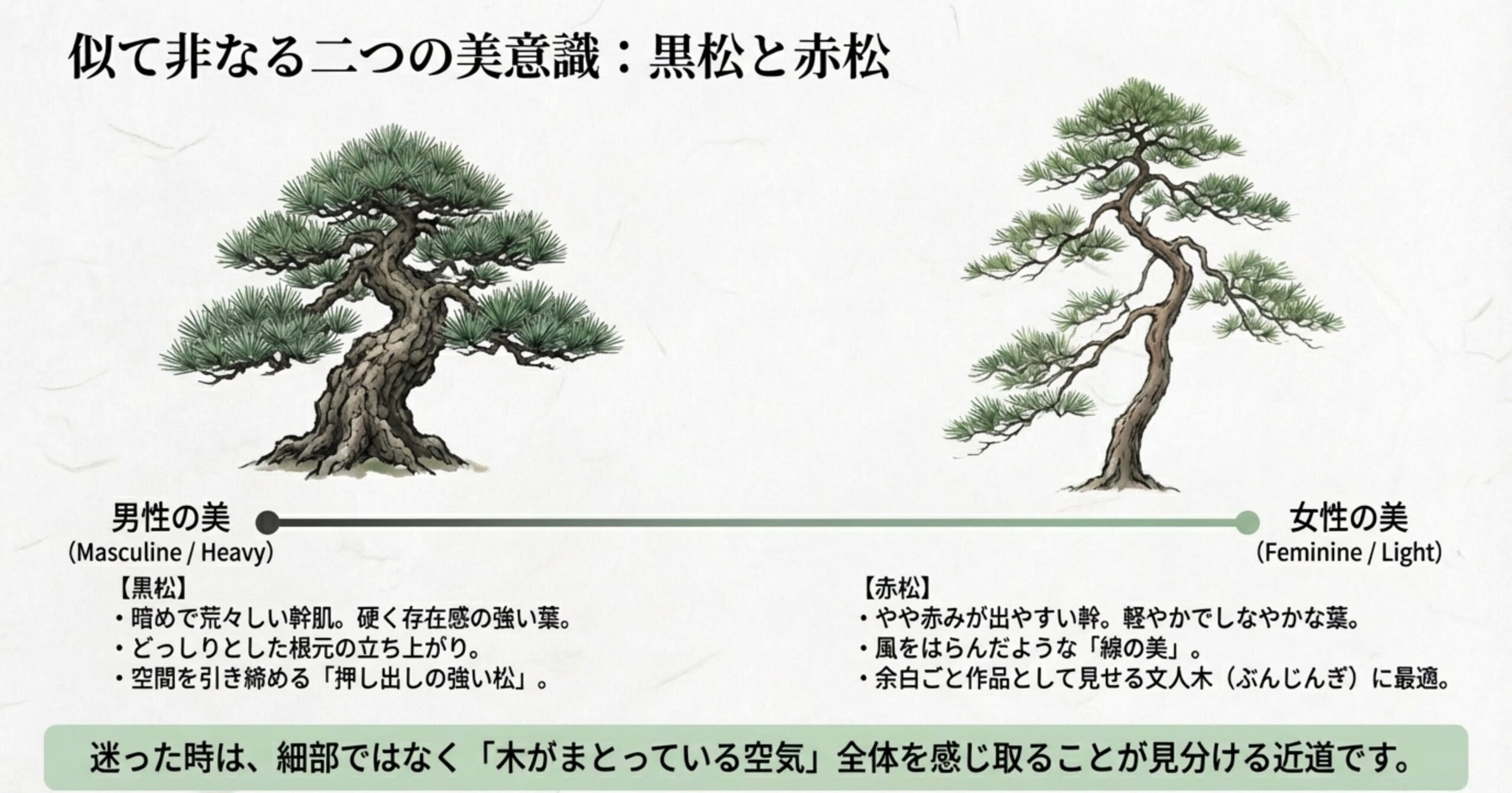 男性的な美の黒松と女性的な美の赤松を、幹肌や葉、全体の空気感で比較した解説図