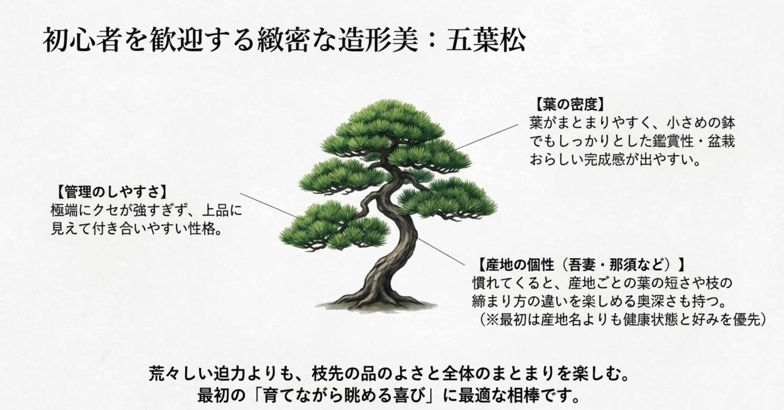 五葉松の葉の密度、管理のしやすさ、産地の個性を解説するイラスト付きスライド