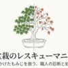 左側に青々とした健康な紅葉、右側に葉が枯れた紅葉を配置した、盆栽復活マニュアルの表紙画像