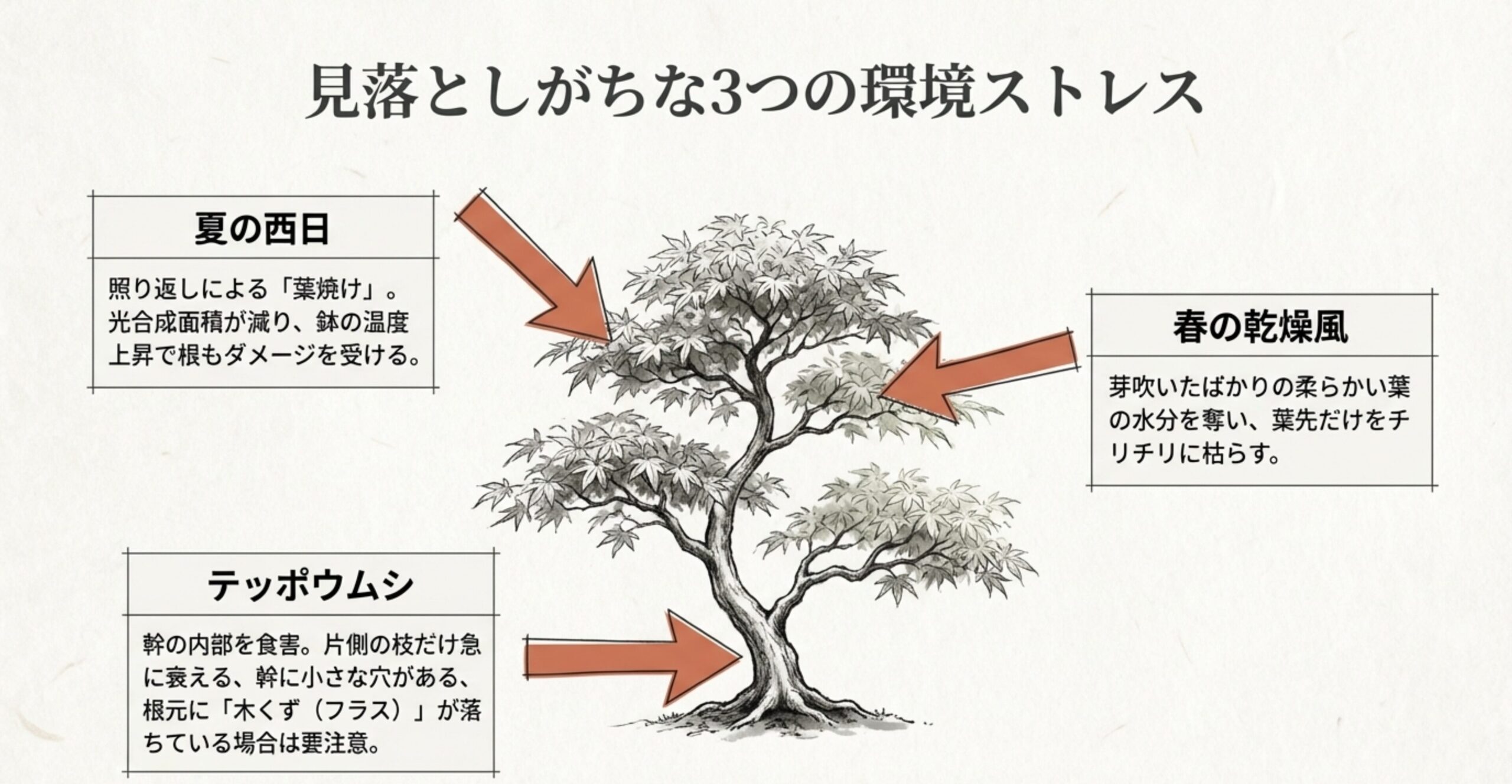 夏の西日による葉焼け、幹の中のテッポウムシ、春の乾燥風による被害をまとめたイラスト解説