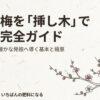 盆栽の梅を挿し木で増やす完全ガイド。失敗を減らし確かな発根へ導く基本と極意。