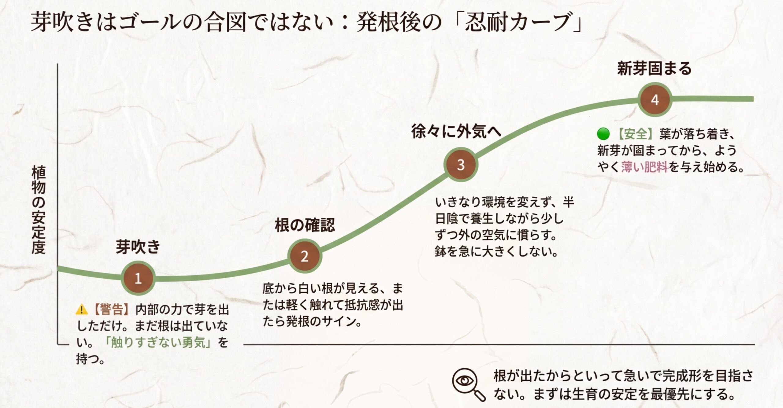 芽吹きから根の確認、外気への慣らし、施肥開始までのステップと植物の安定度を示したグラフ。