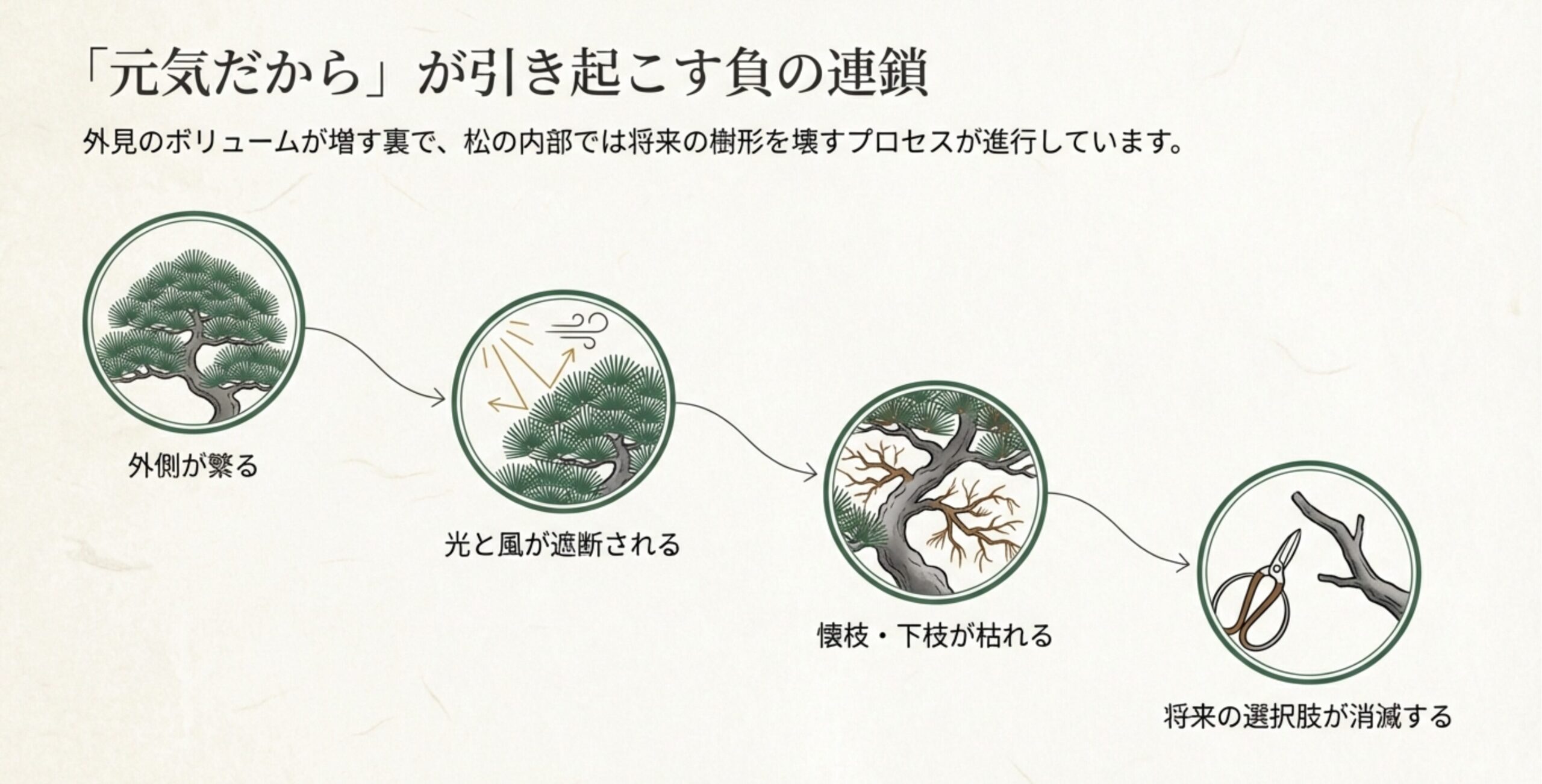 松の枝葉が繁りすぎると光と風が遮断され、内側の懐枝や下枝が枯れて将来の樹形作りの選択肢が消滅するプロセス