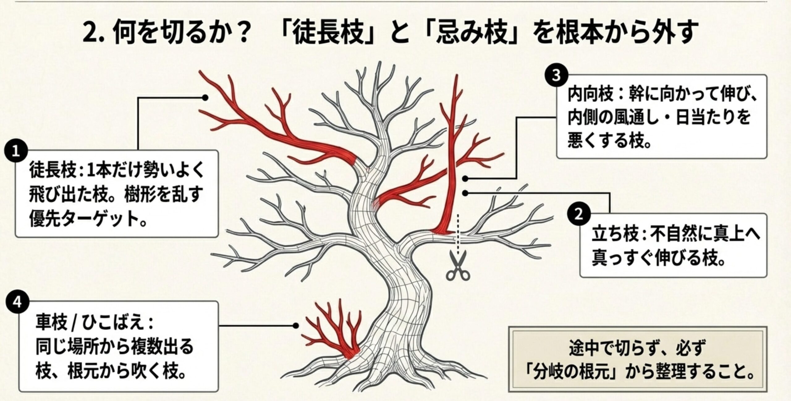 徒長枝、内向枝、立ち枝、車枝、ひこばえの種類と特徴をイラストで示す。不要枝は分岐の根元から整理することが重要。