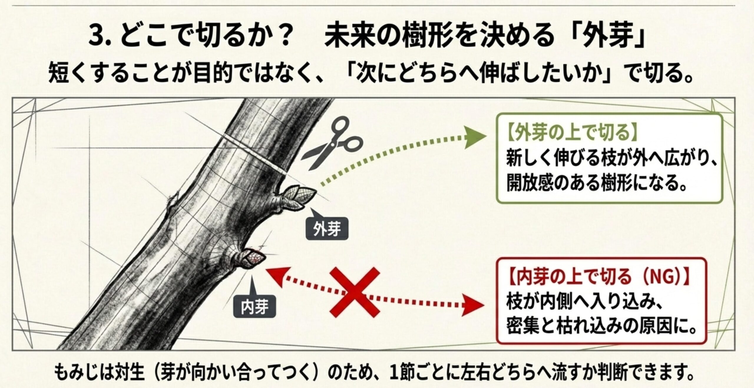 外芽と内芽の切る位置の違いを示す図解。外芽の上で切ると枝が外へ広がり、内芽で切ると内側に密集して枯れ込みの原因になることを説明。