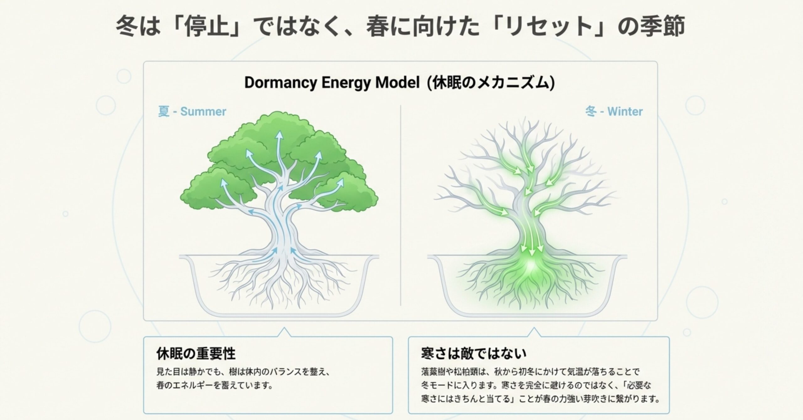 夏はエネルギーが葉へ向かい、冬は根元へ蓄えられる様子を示した図解。冬の寒さが春の芽吹きの力になることを説明している。