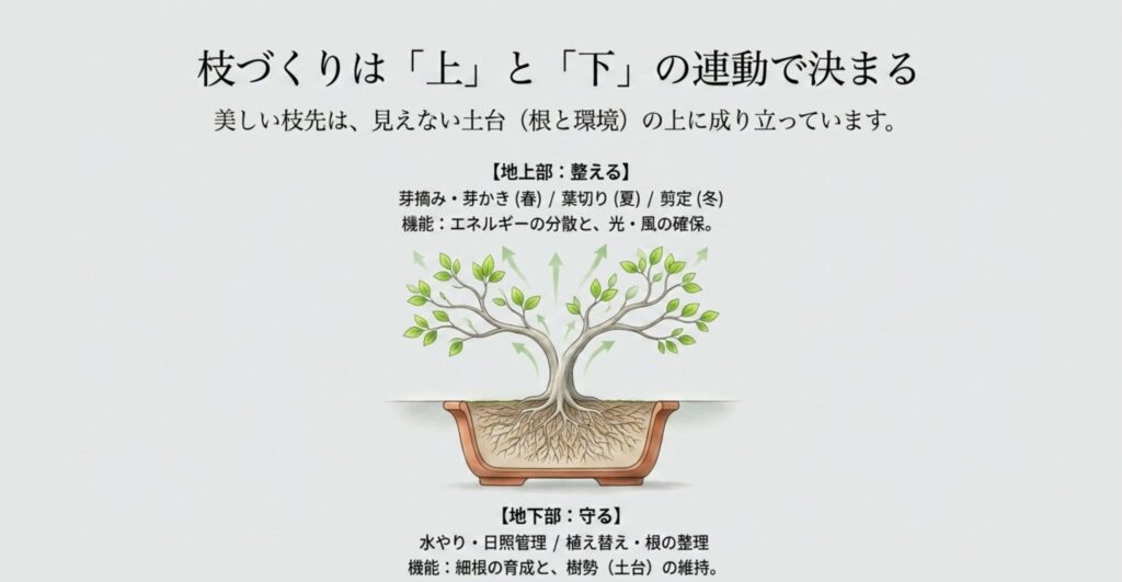 ブナ盆栽の枝を増やす育て方