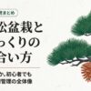 五葉松盆栽と松ぼっくりの付き合い方。鑑賞か育成か、初心者でも迷わない年間管理の全体像を示すスライド表紙。
