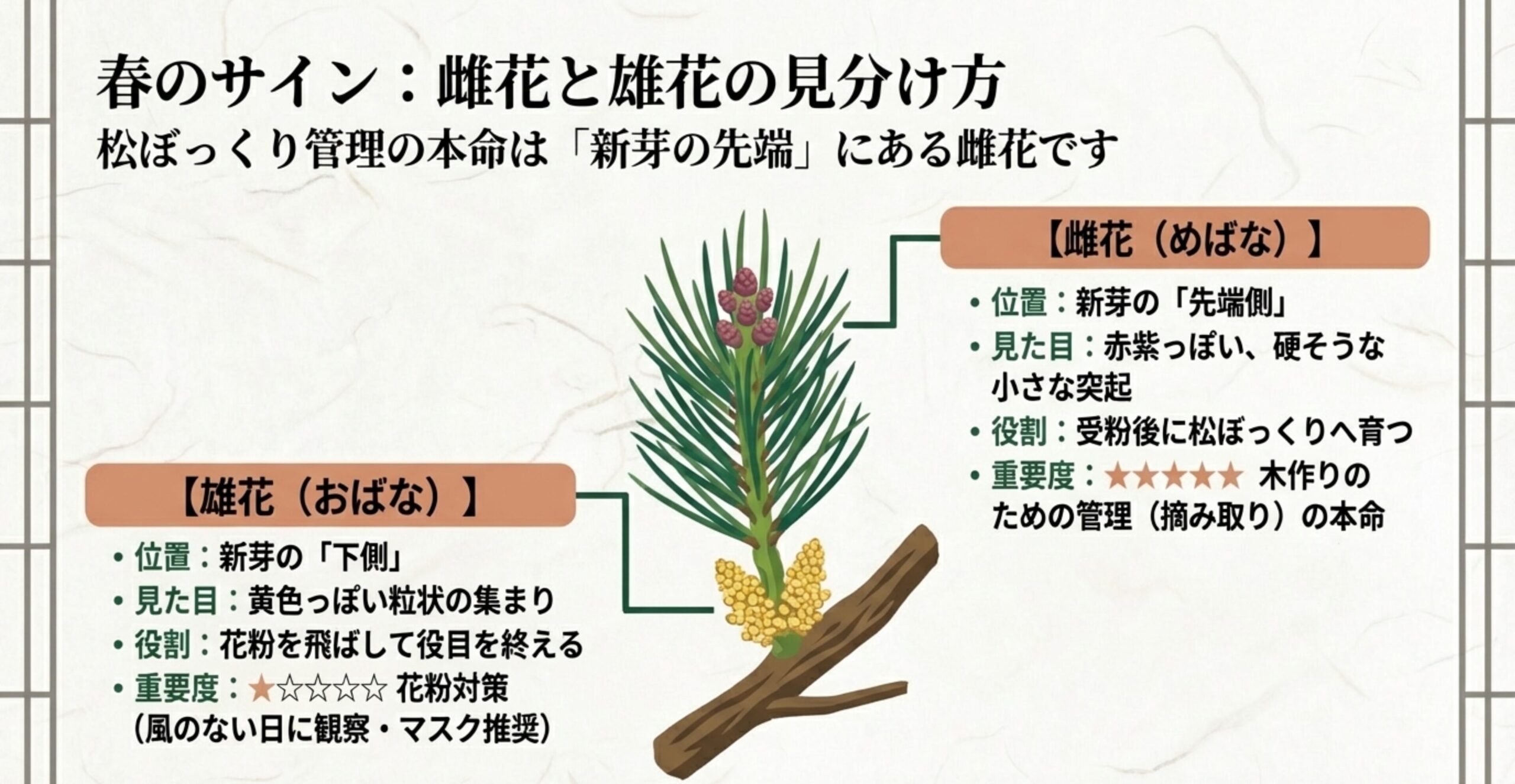 五葉松の雌花と雄花の見分け方。新芽の先端につく赤紫の雌花と、下側につく黄色の雄花の違いと管理における重要度。