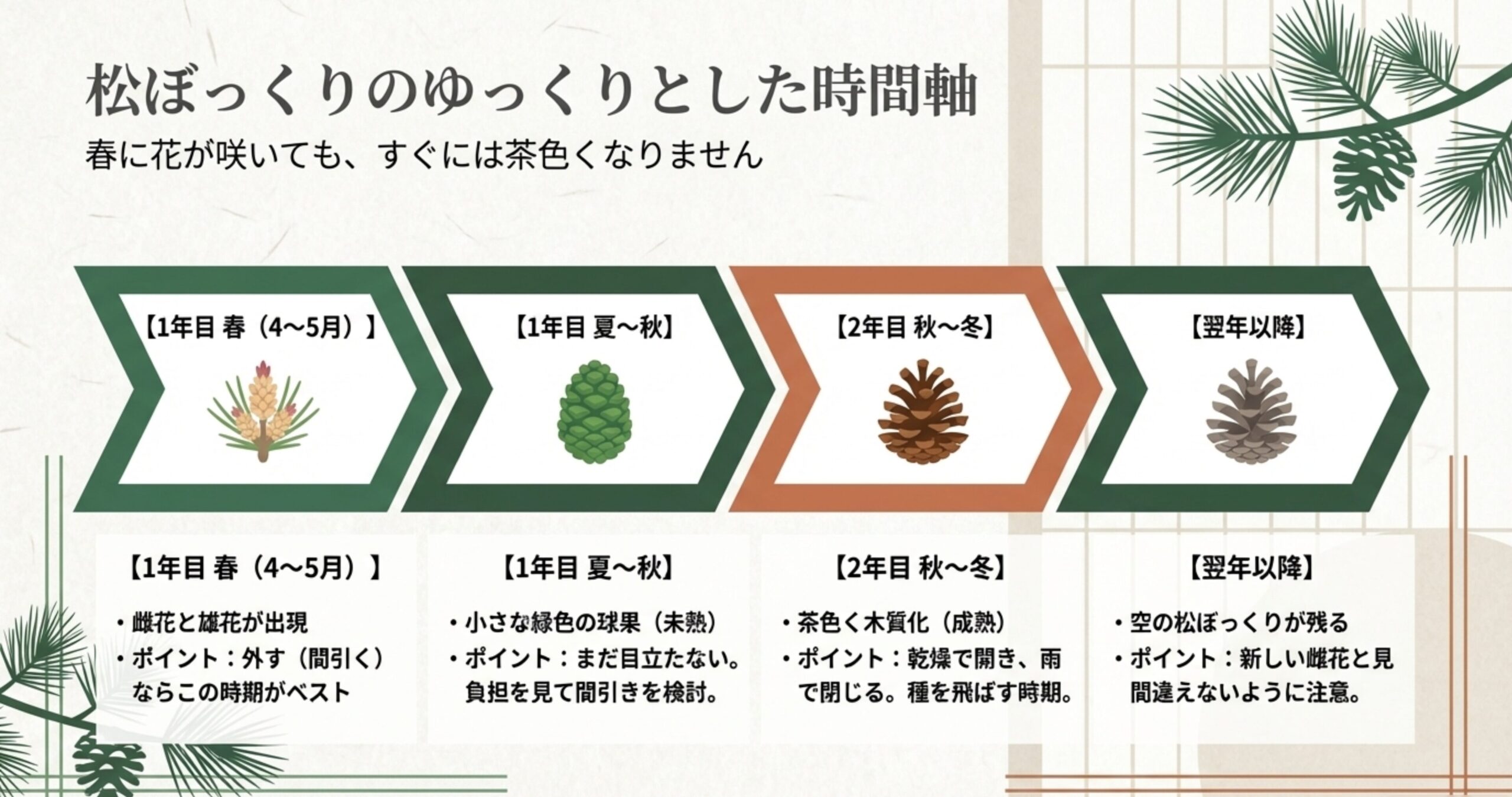 1年目の春の雌花出現から2年目の秋冬に成熟するまで、松ぼっくりができるまでのゆっくりとした時間軸の流れ。