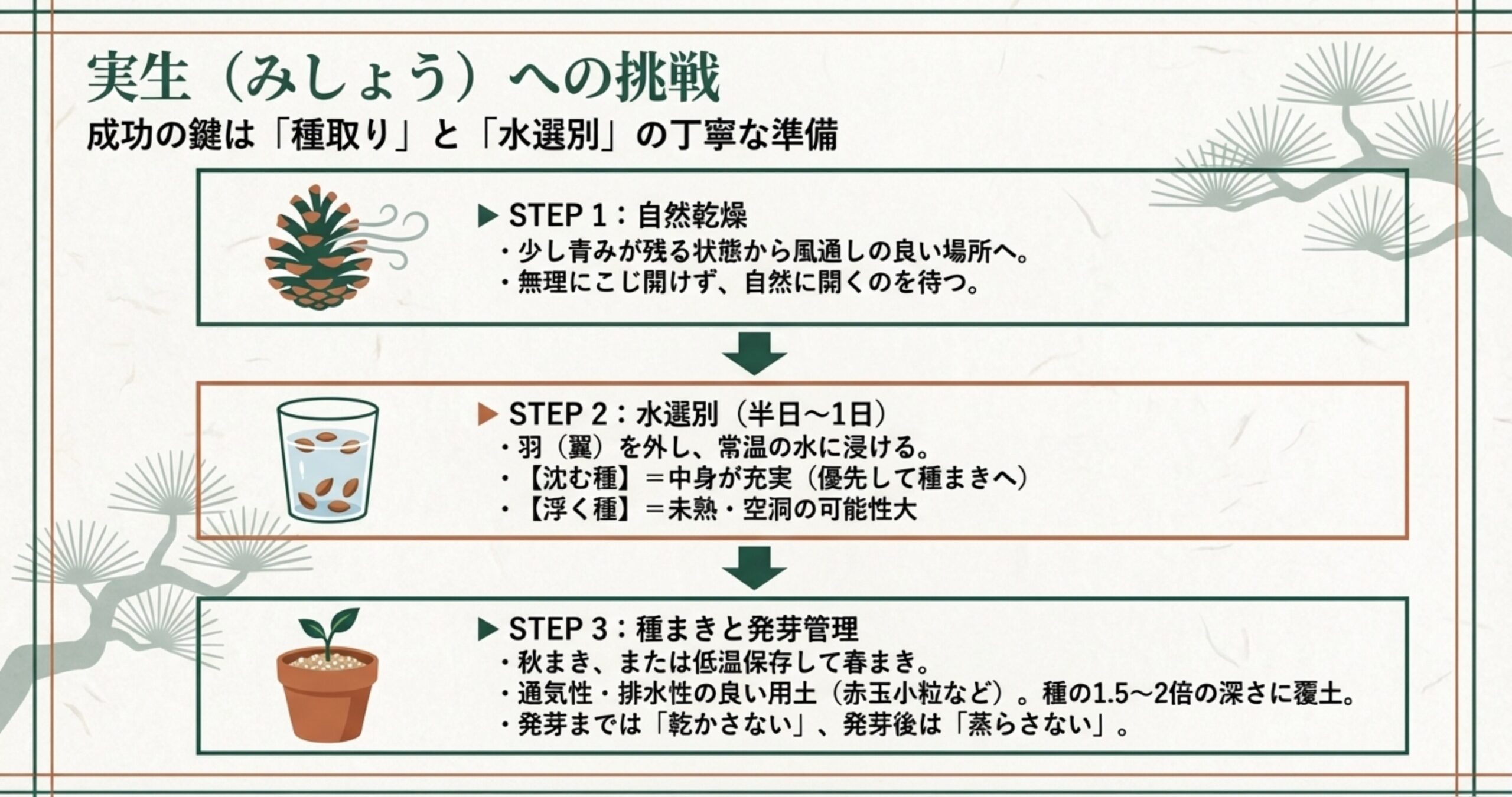 松ぼっくりからの実生ステップ。自然乾燥、水選別による充実した種の判別、種まきと発芽管理の3つの手順。
