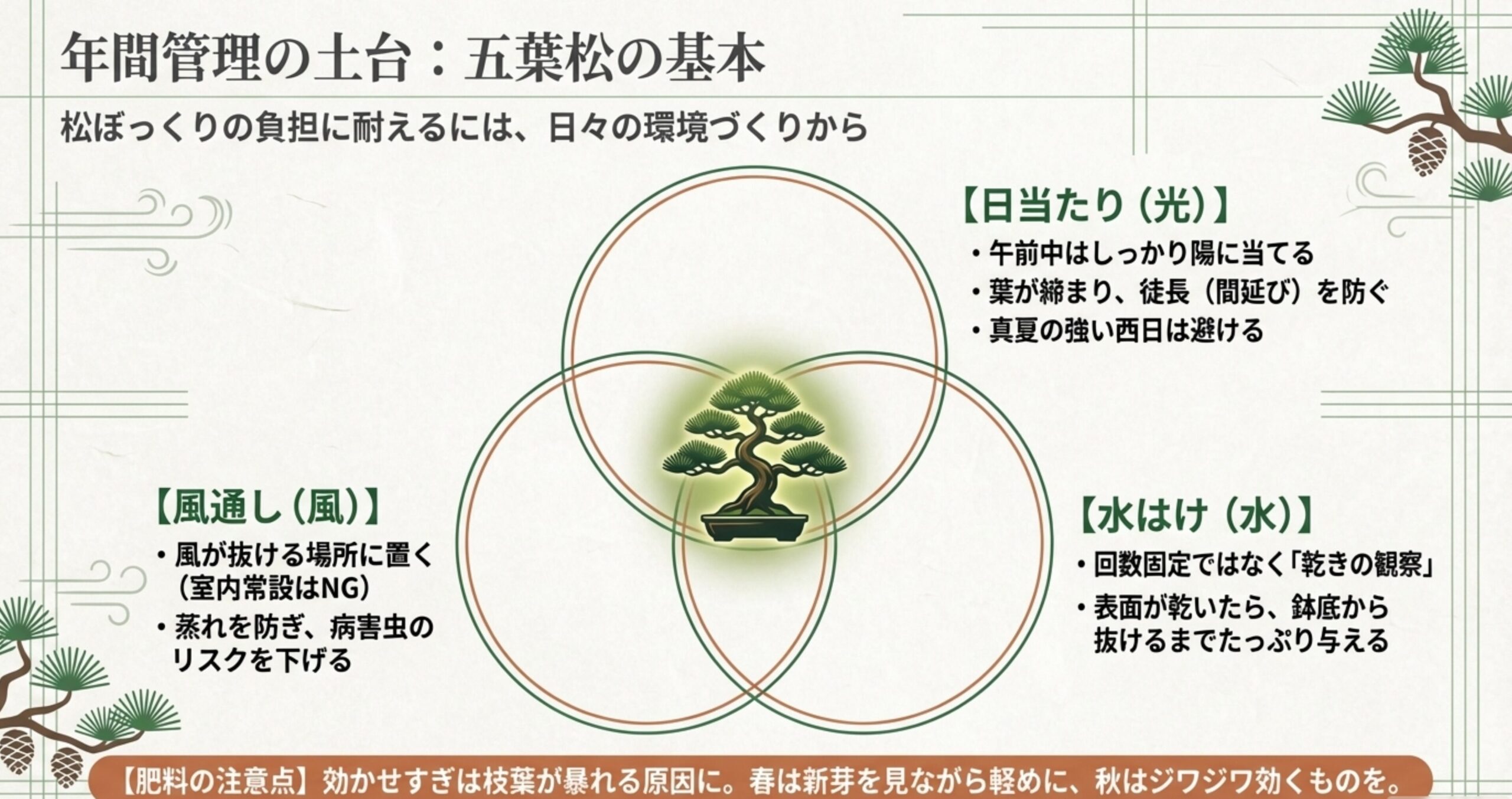 五葉松の年間管理の基本。日当たり、風通し、水はけの環境づくりと、肥料の効かせすぎに関する注意点。