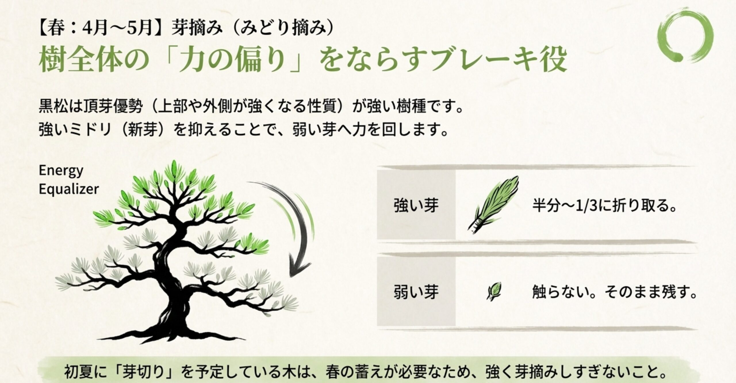 強い芽は半分から3分の1に折り取り、弱い芽は残すことで樹全体の力の偏りをならす春の芽摘みの図解