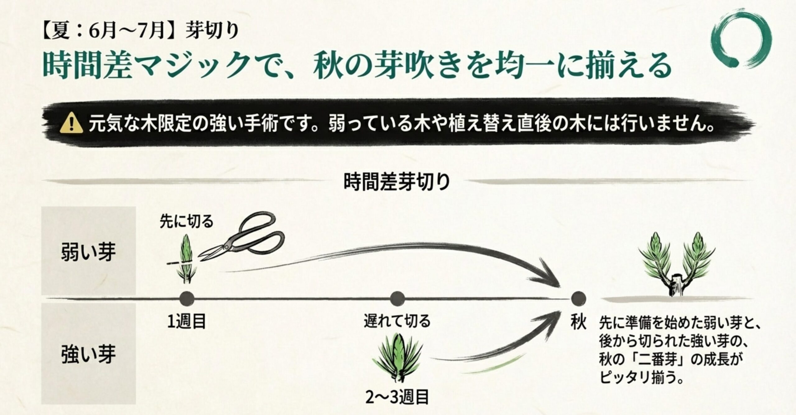 弱い芽を先に切り、強い芽を1〜2週間遅れて切ることで、秋の二番芽の成長を均一に揃える時間差芽切りの図解