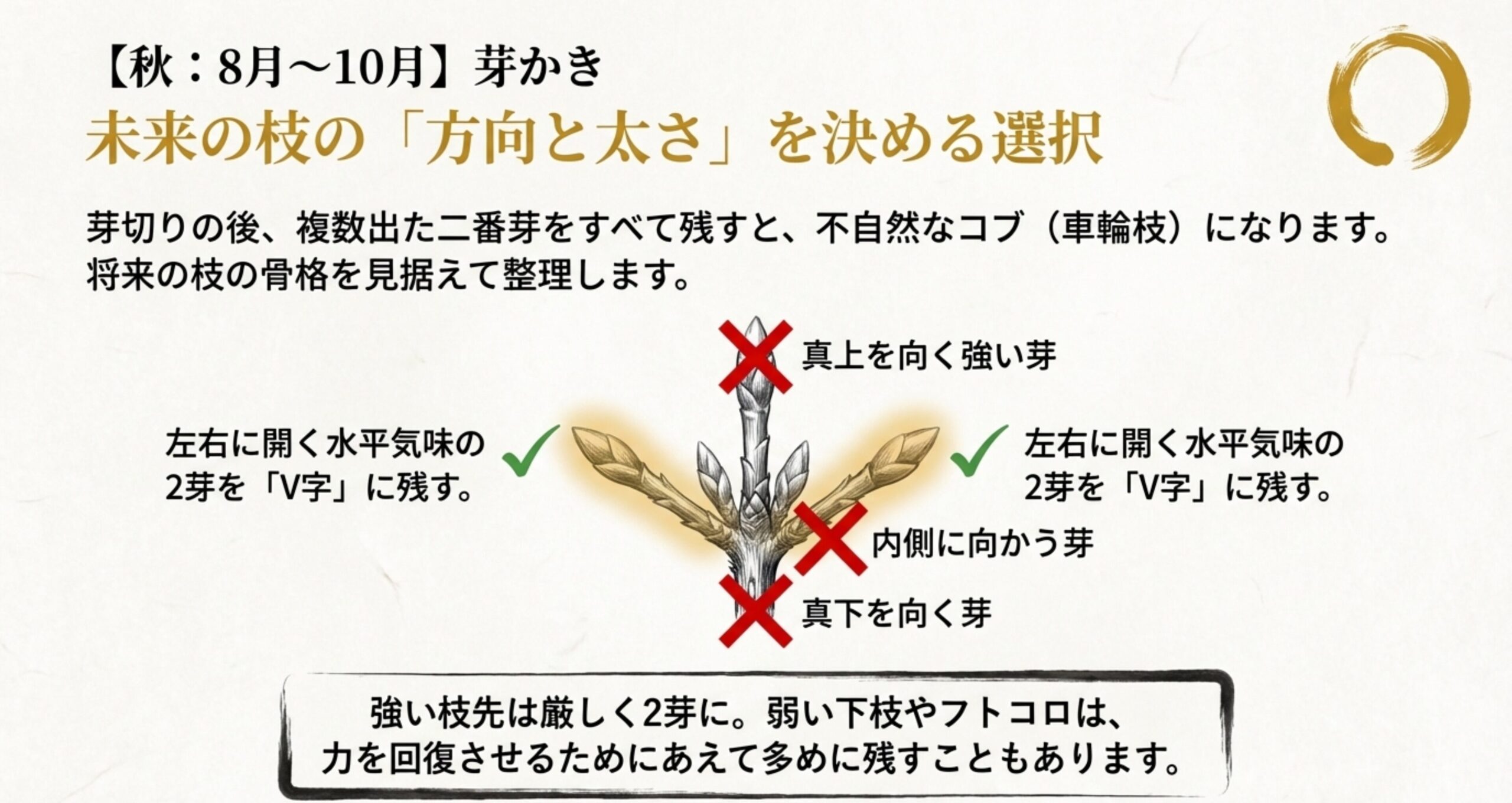 左右に開く水平気味の2芽をV字に残し、上向きや下向きの不要な芽を整理する秋の芽かきの図解