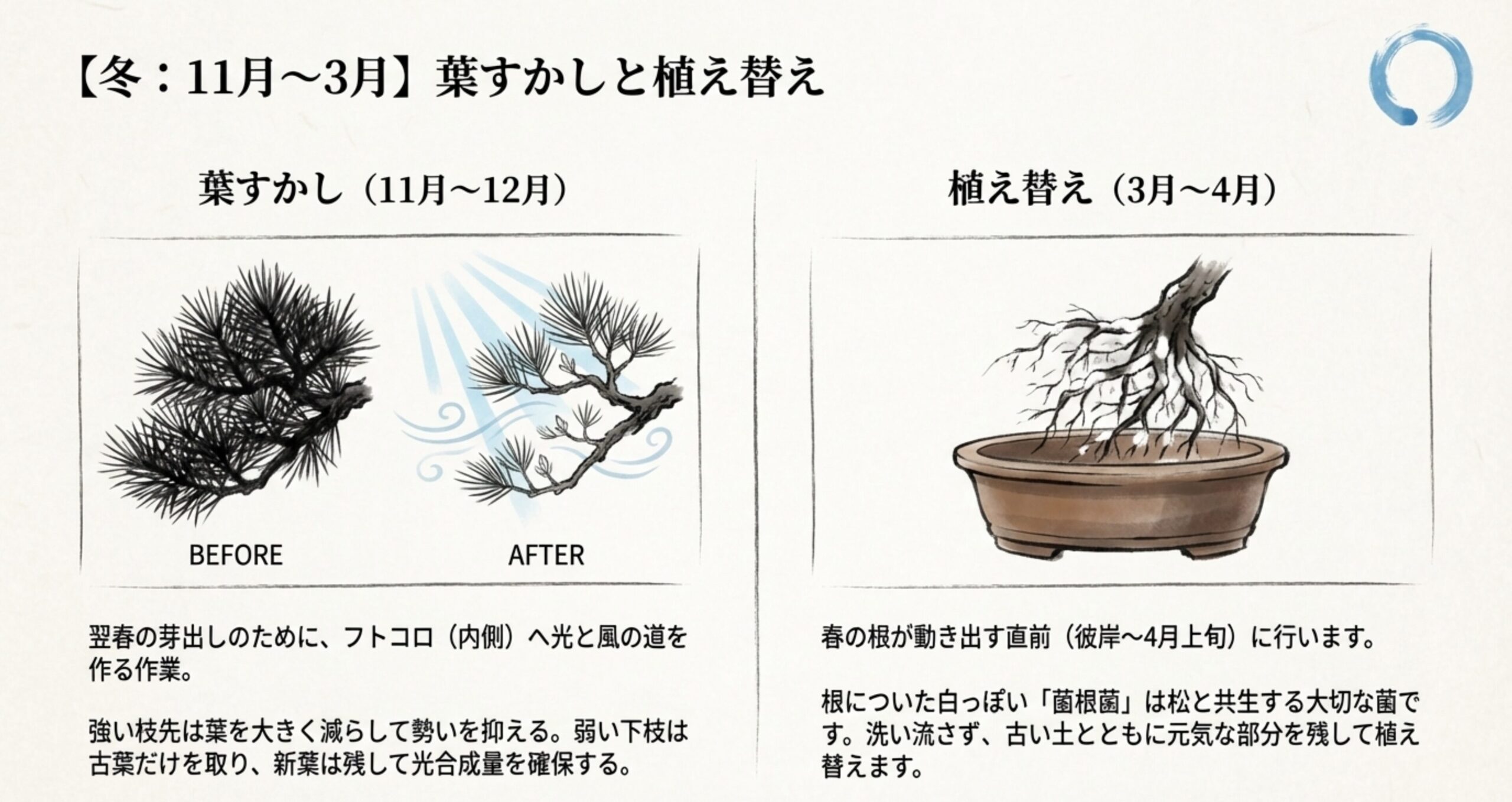 翌春の芽出しのためにフトコロへ光と風を通す葉すかしの前後の様子と、春先の植え替えを示す図解