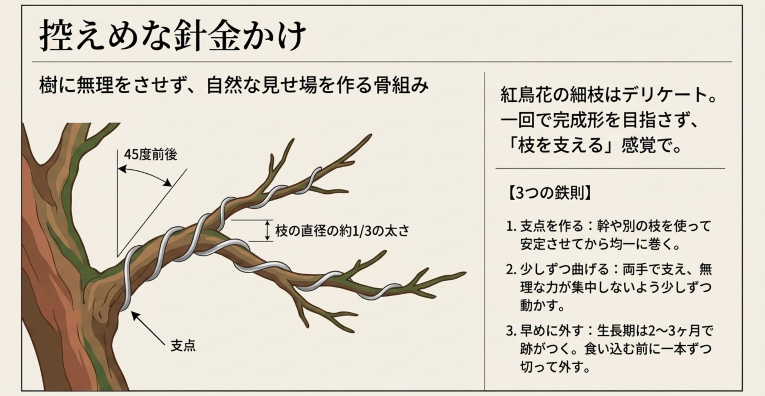 控えめな針金かけの図解 。支点を作り、45度前後の角度で、枝の直径の約3分の1の太さの針金を巻く基本が示されている 。
