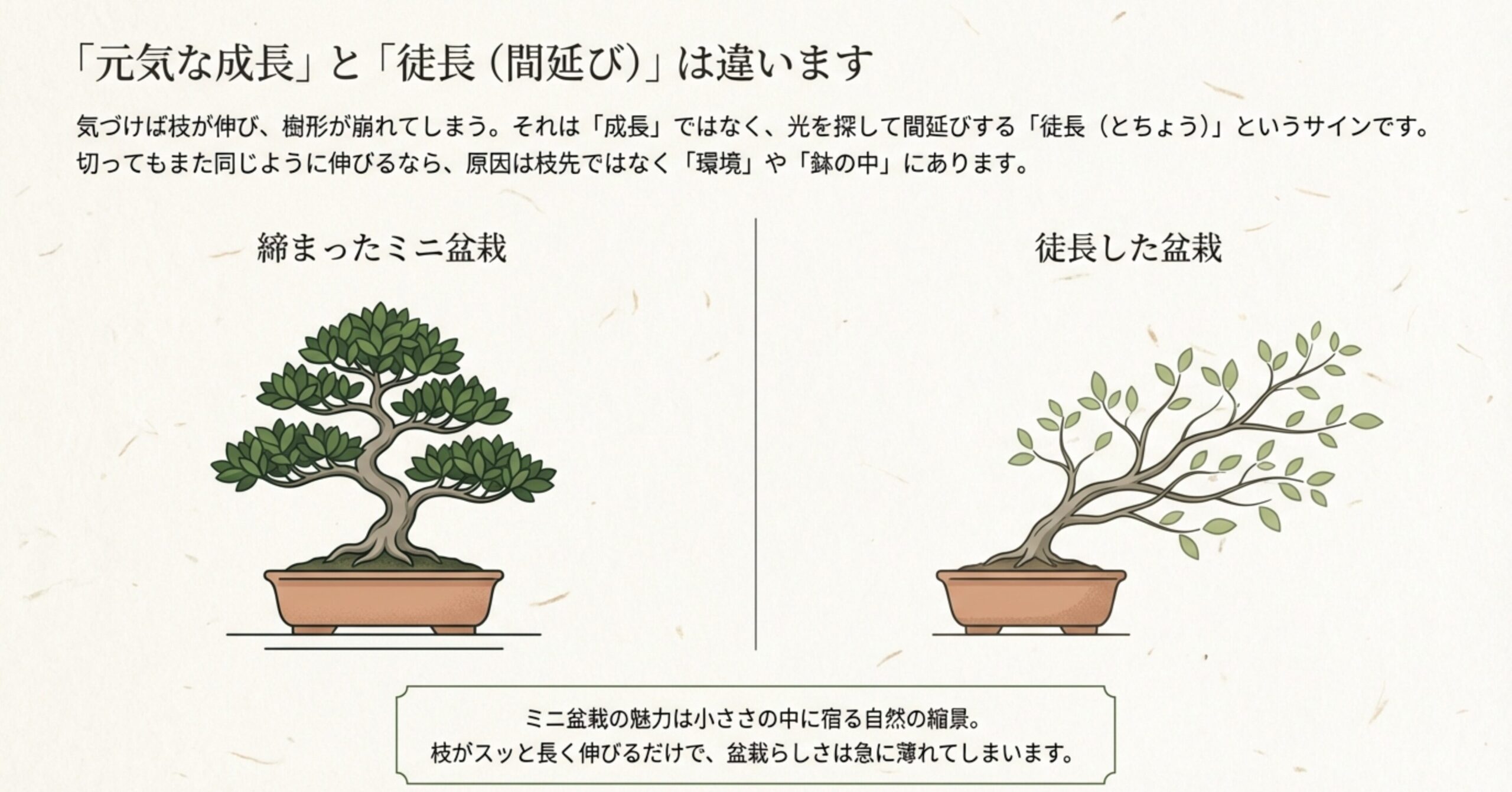 葉が密に詰まった健康的な「締まったミニ盆栽」と、光を求めて枝が間延びした「徒長した盆栽」を比較したイラスト
