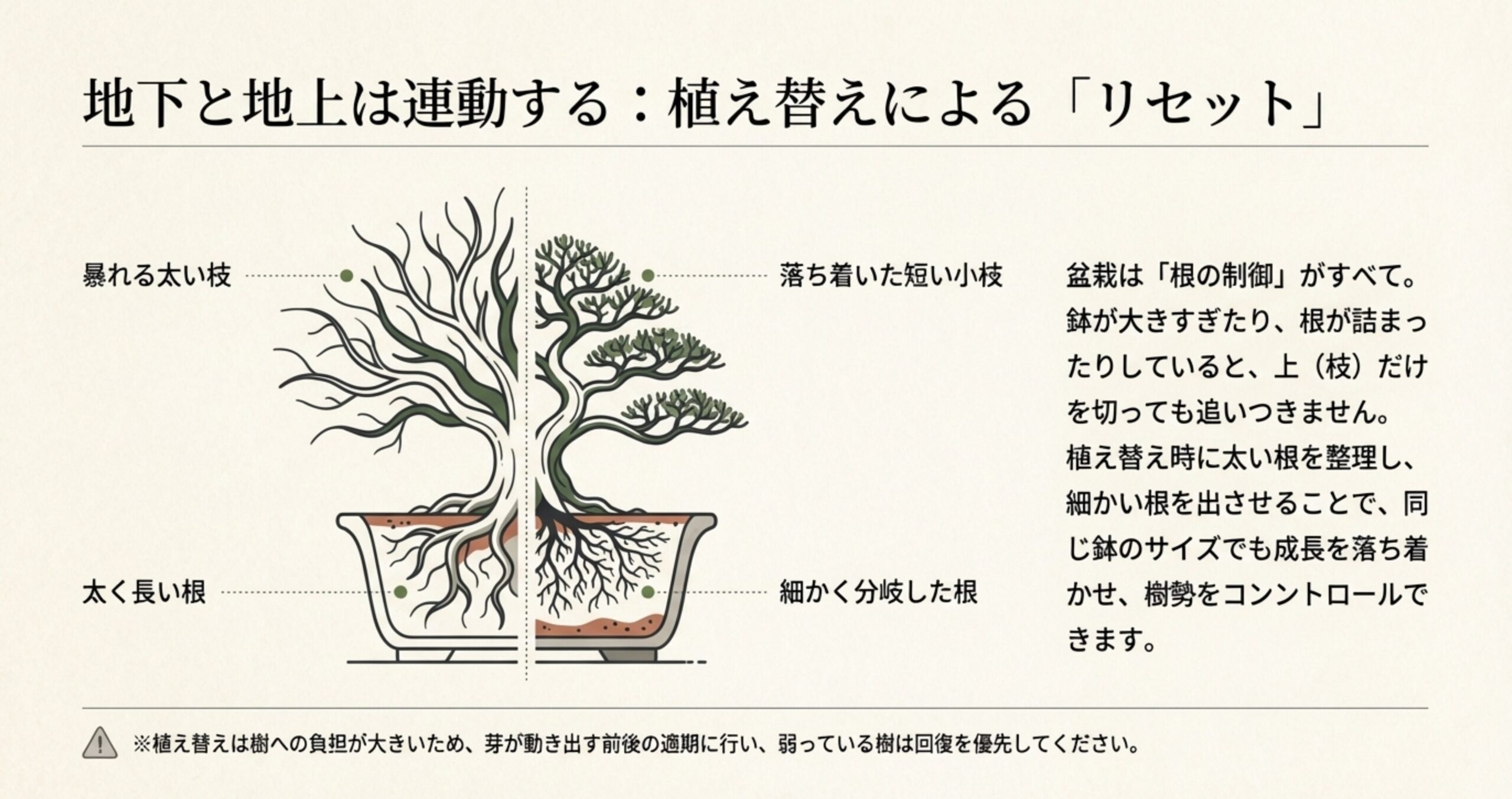 暴れる太い枝と太く長い根の連動、そして落ち着いた短い小枝と細かく分岐した根の連動を示し、植え替えによるリセットの重要性を解説した図