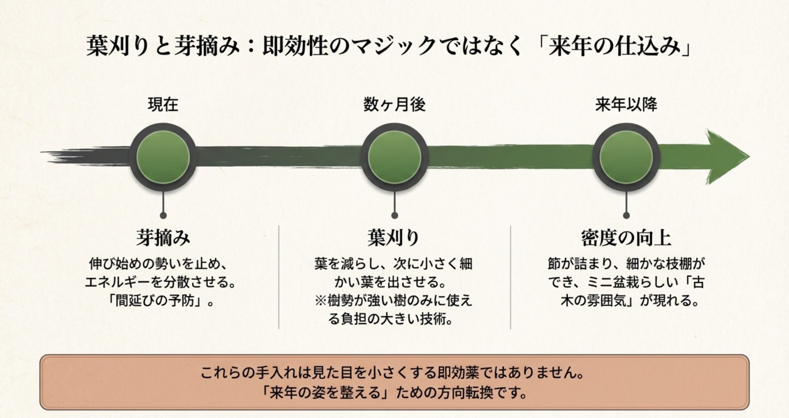 芽摘みや葉刈りを行う現在から、数ヶ月後、来年以降にかけて節が詰まり細かな枝棚が形成されていく過程を示した図