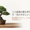 ミニ盆栽の植え替え: 迷いをなくす「木にやさしい」基本と手順