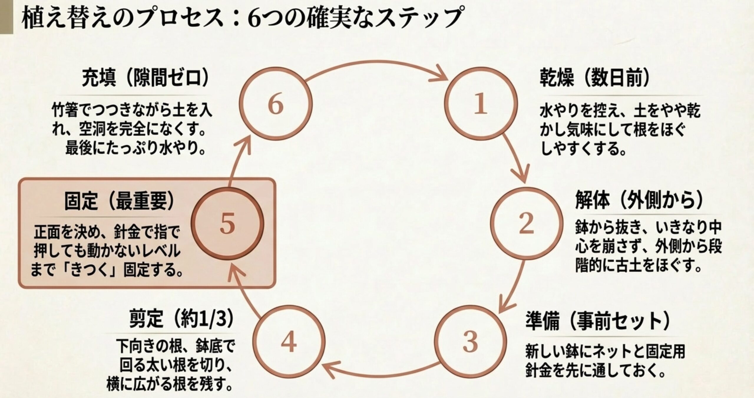 乾燥、解体、準備、剪定、固定、充填の順に進む、ミニ盆栽の植え替えにおける6つの確実なプロセス図