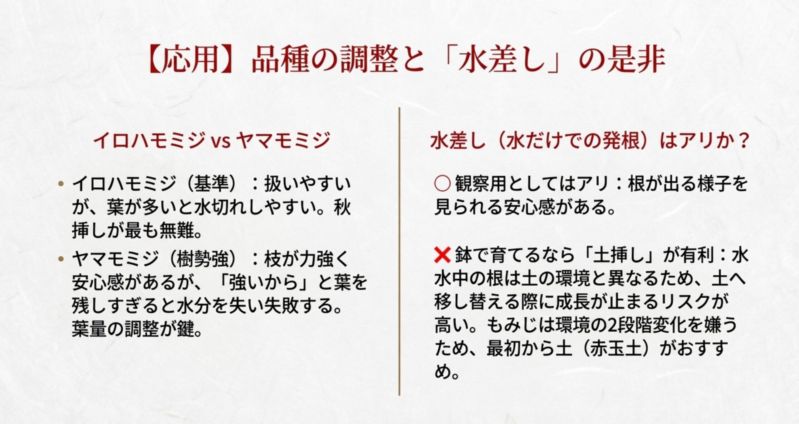 イロハモミジとヤマモミジの特徴の比較と、水差し(水だけでの発根)のメリット・デメリットを解説した図解。鉢で育てるなら土挿しが有利と記載。