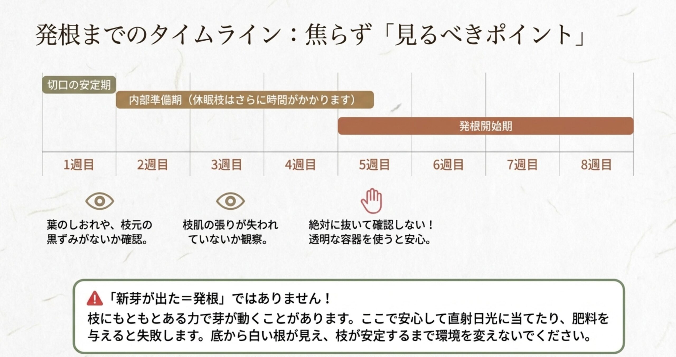 挿し木後1週目から8週目までのタイムラインと、切口の安定期、内部準備期、発根開始期の段階ごとに見るべきポイントをまとめた表。新芽が出たからといって発根したわけではないという注意書きがある。