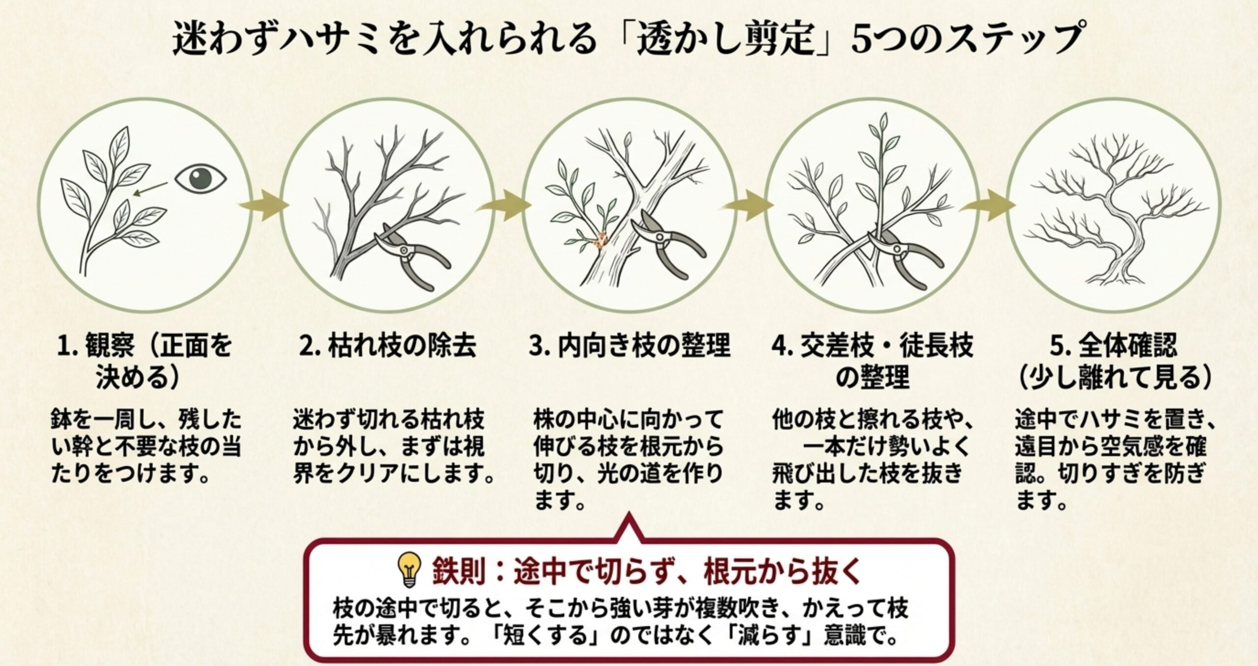 観察、枯れ枝除去、内向き枝の整理、交差枝・徒長枝の整理、全体確認の5つの手順と、枝を途中で切らず根元から抜く鉄則を解説した図解。