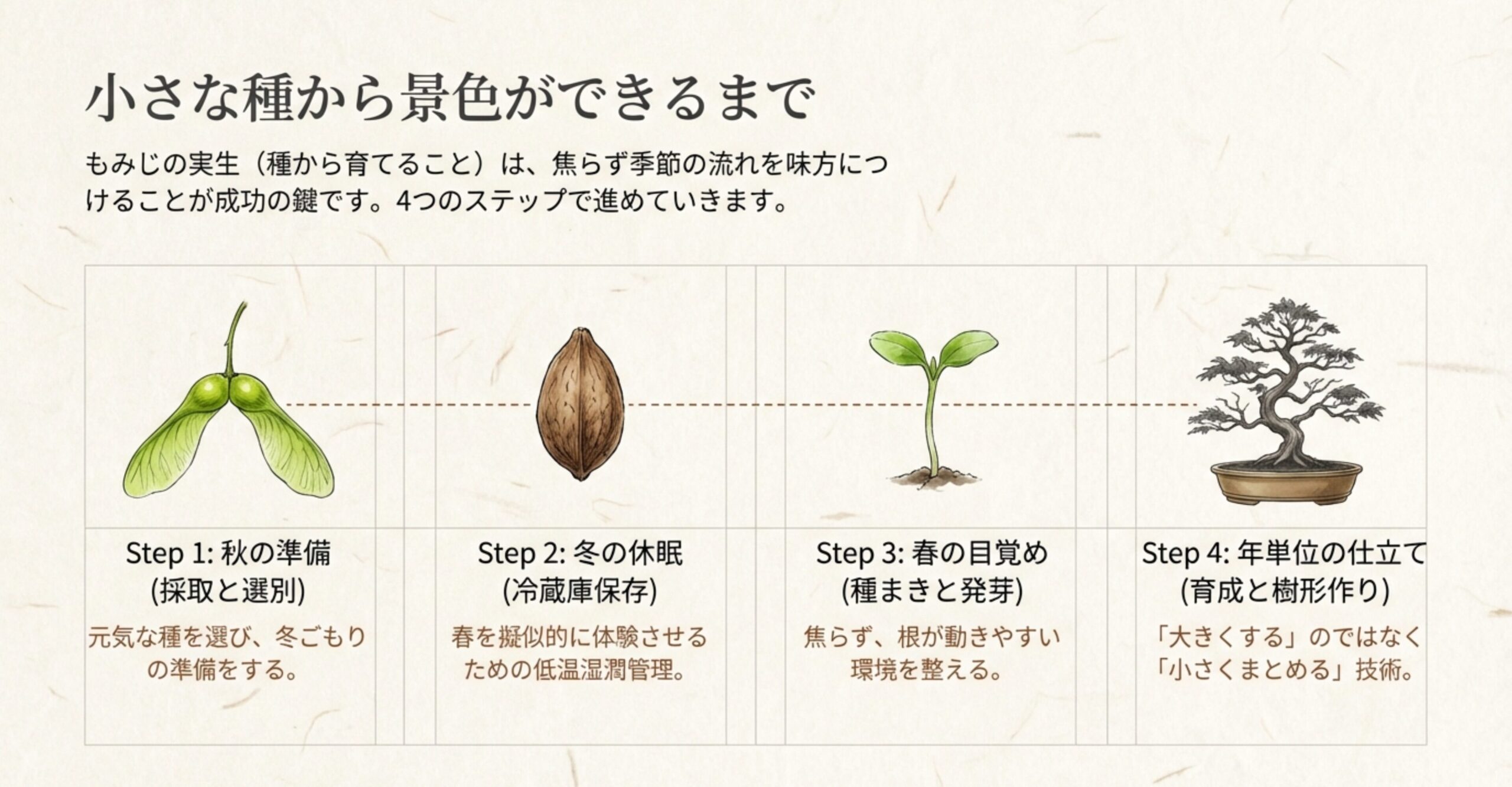 もみじを種から育てる4つの工程（秋の採取、冬の休眠、春の種まき、年単位の仕立て）をまとめた表。