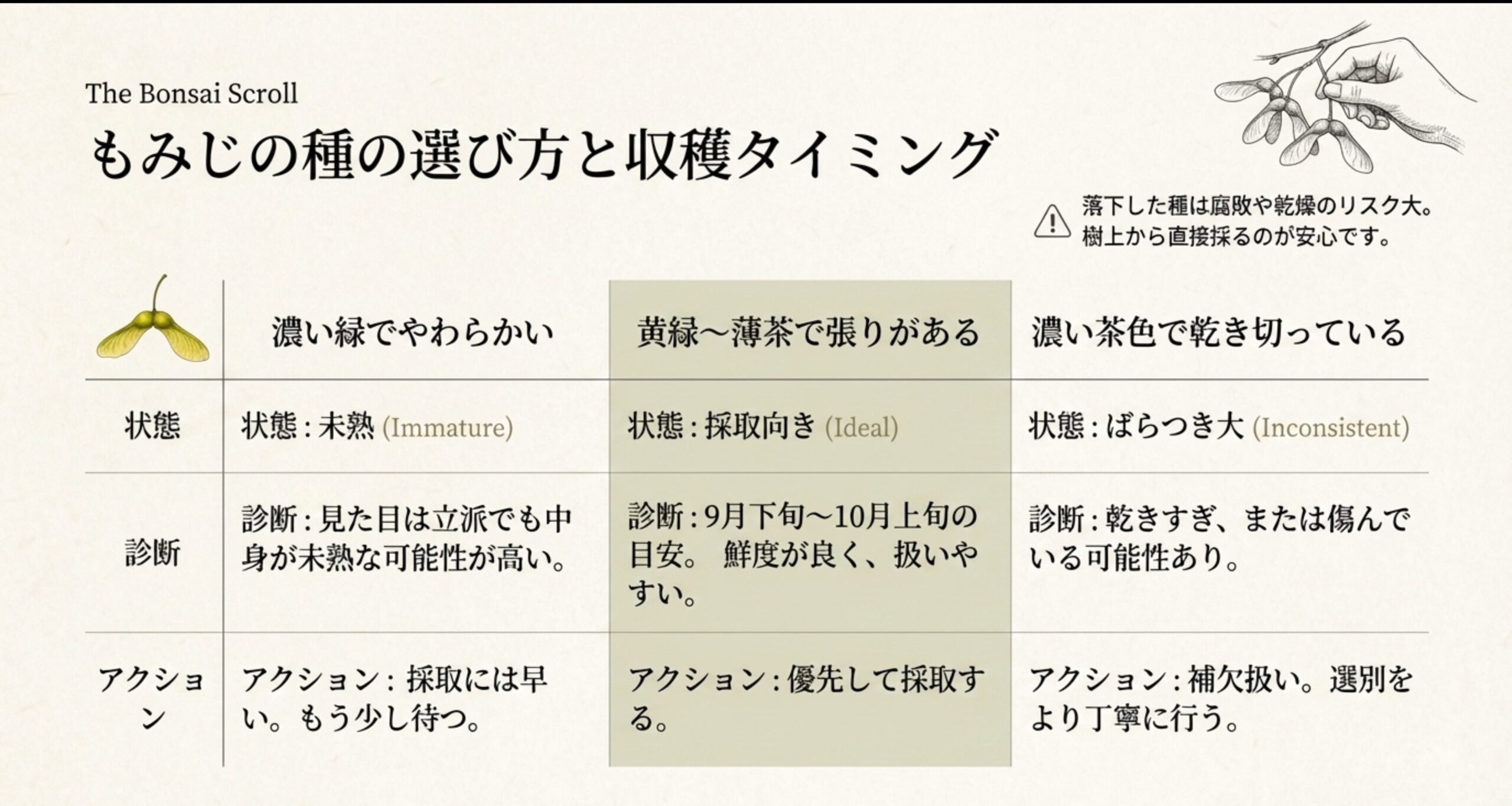 もみじの種を樹上から採取するイラストと、未熟・理想・乾きすぎの状態を比較した診断表。