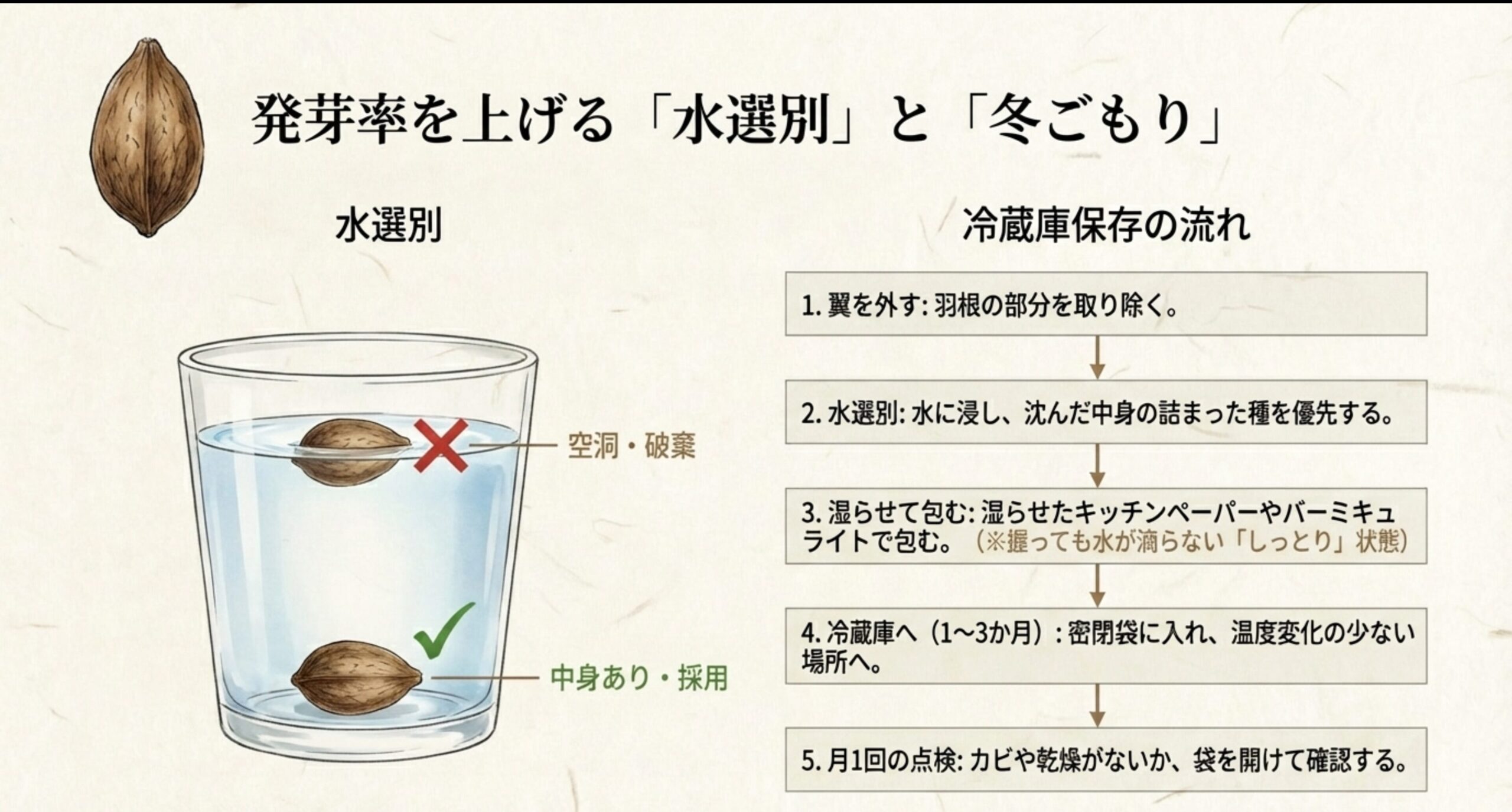 水に沈む種（採用）と浮く種（破棄）の図解、および翼を外し湿らせて冷蔵庫で1〜3か月保管する手順。