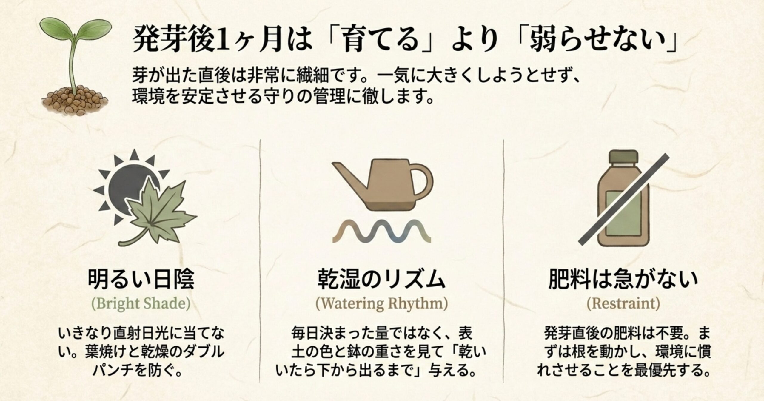 明るい日陰（葉焼け防止）、乾湿のリズム（水やり）、肥料は急がない（根を優先）の3つのポイントを示すアイコンと解説。